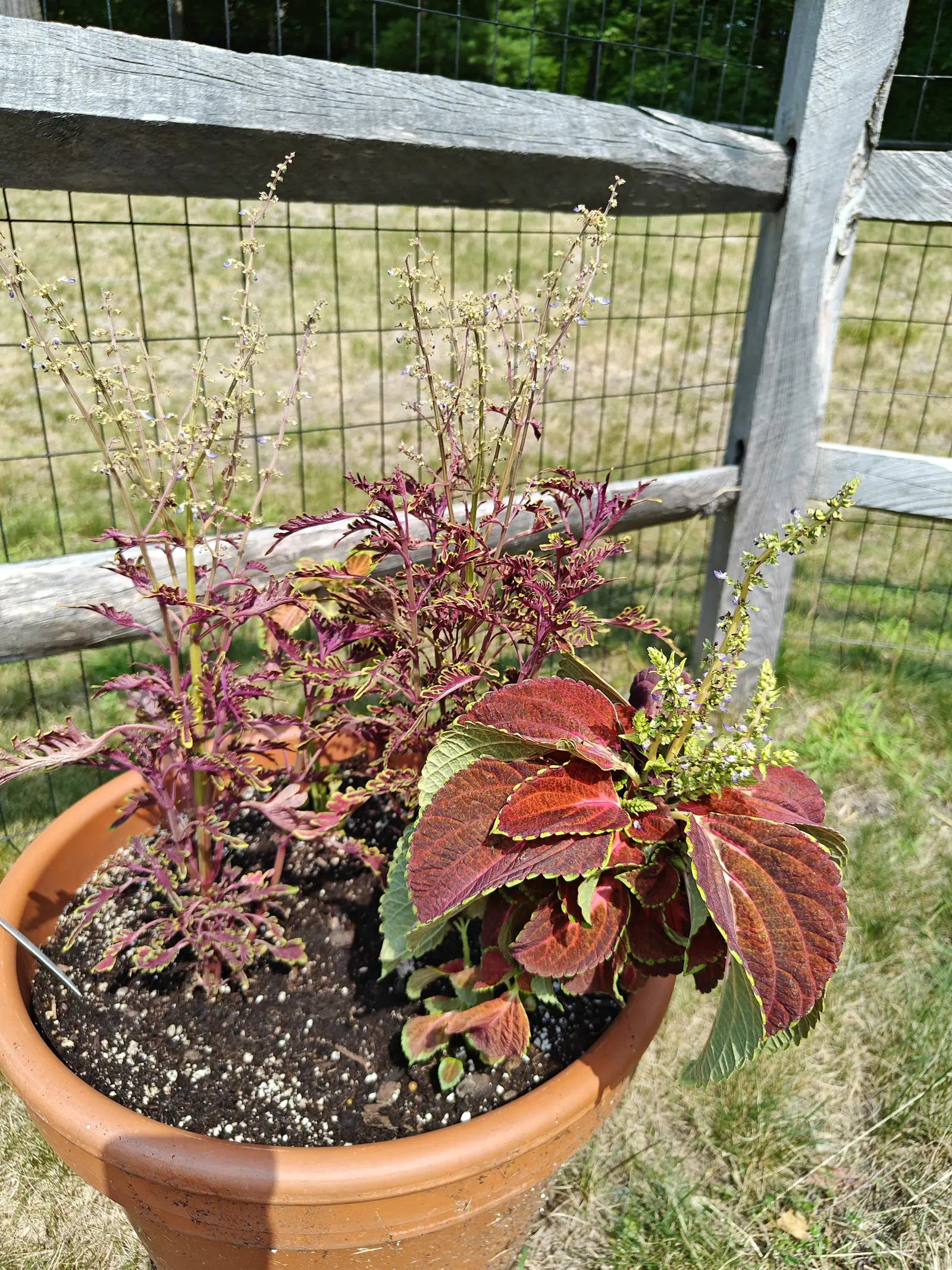 Kiwi Fern coleus on 14 July, its leaves cut into narrow crimped fingers of wine purple with a thin lime rim along every margin, running up to lilac flower spikes already gone to dry seed above sun-bleached pasture and a dark band of trees.