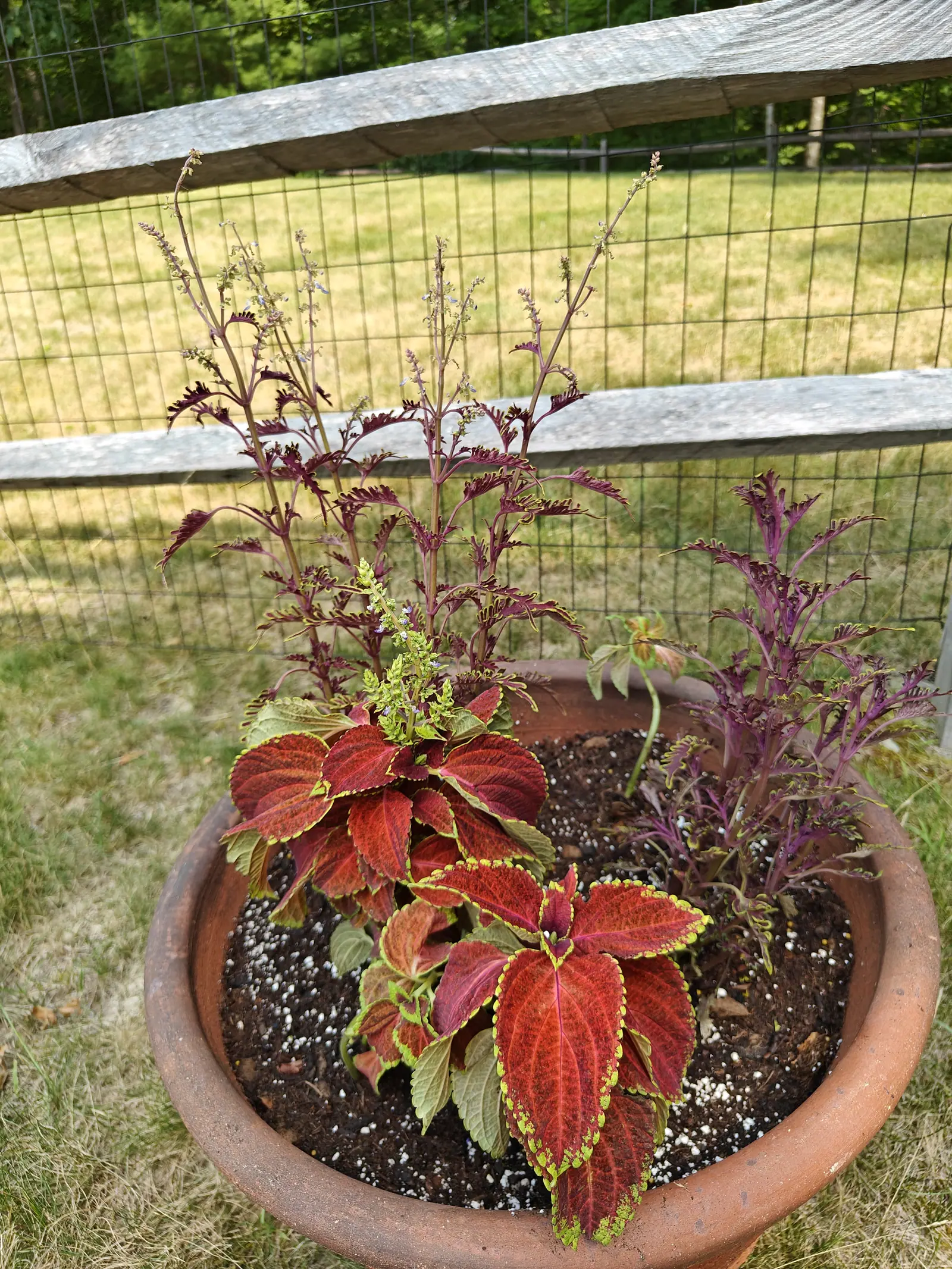 Fairway Orange coleus on 14 July, broad heart-shaped leaves brick red with hot pink veins fanning from the base and a fine scalloped chartreuse border, sage-green underneath where they flip, flowering hard in hard midday sun by a dry field.