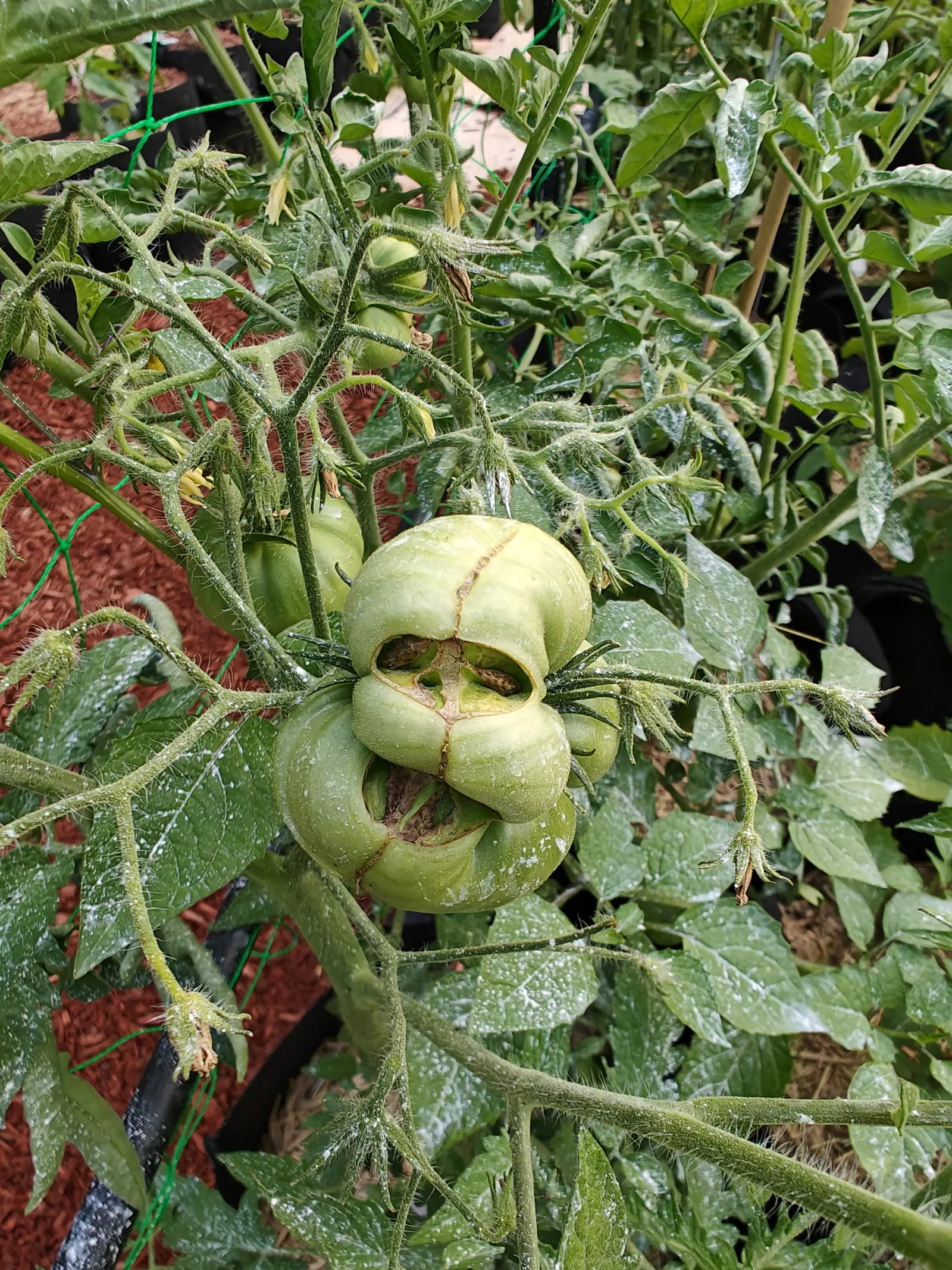 A Tie-Dye tomato on 14 July grown into a knot of five or six fused lobes, two of the creases between them split wide into corky-edged cavities lined with rust-brown scar where the seed chamber shows through, its brown sepals splayed flat behind.