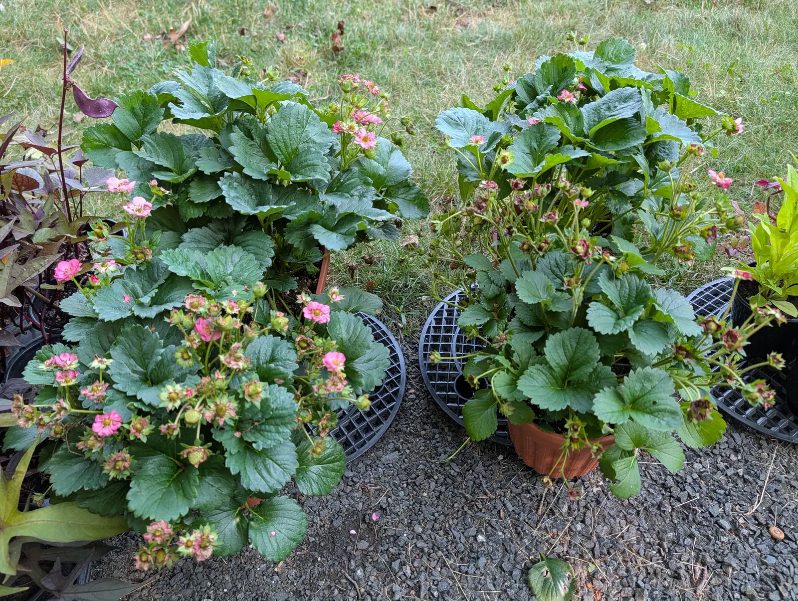 Strawberries on 16 July flowering in strong warm pink rather than white, dozens of blooms open above the trifoliate leaves, and beneath them the fruit setting — pale green cones studded with achenes, still wearing their withered petals, in flat light.