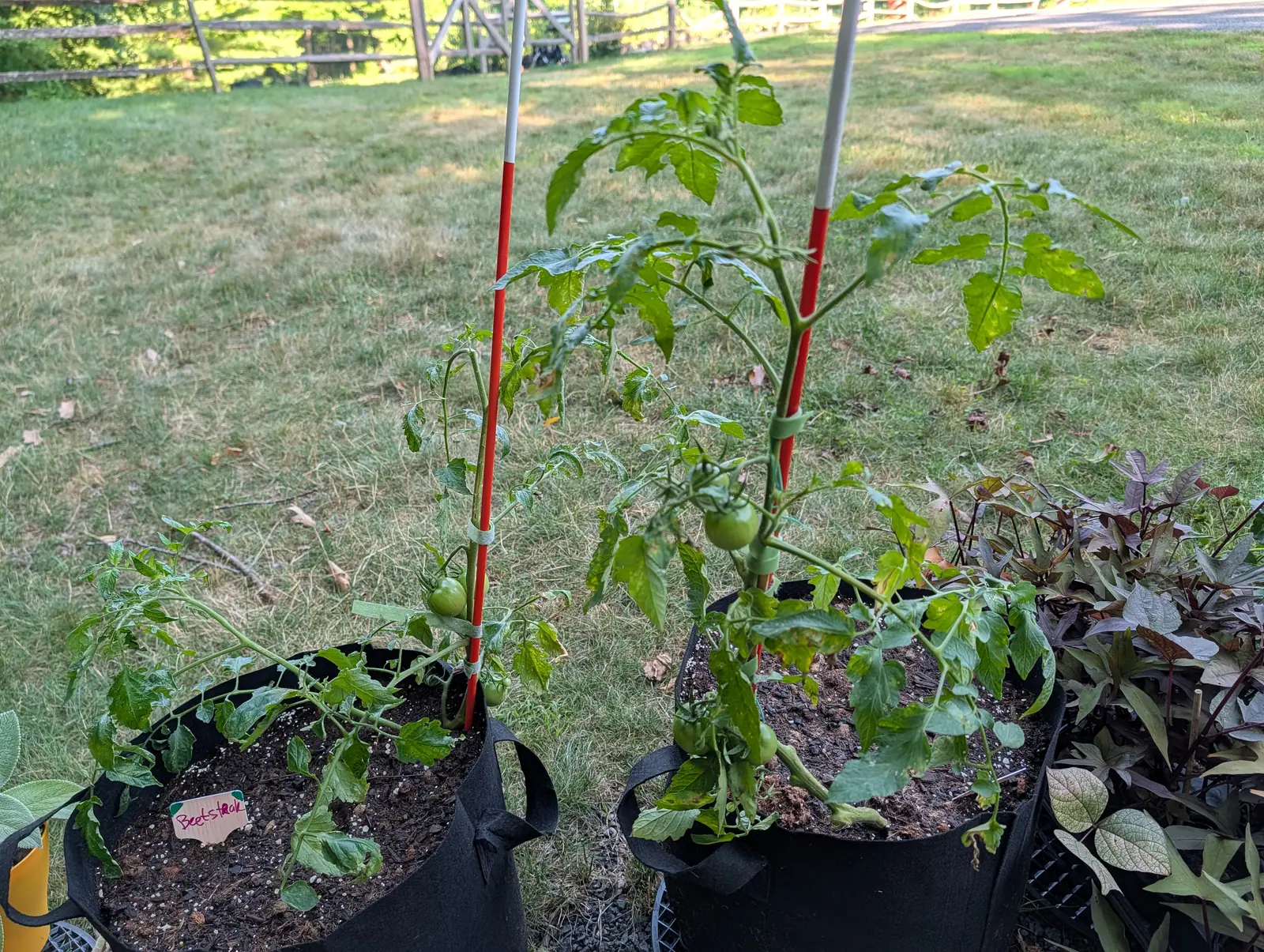 Cherry tomatoes on 16 July, five or six smooth hard green globes hanging in ones and twos from short jointed stalks on a lanky, sparsely leafed plant, standing out on a mown slope in low evening sun with the treeline going dark behind it.
