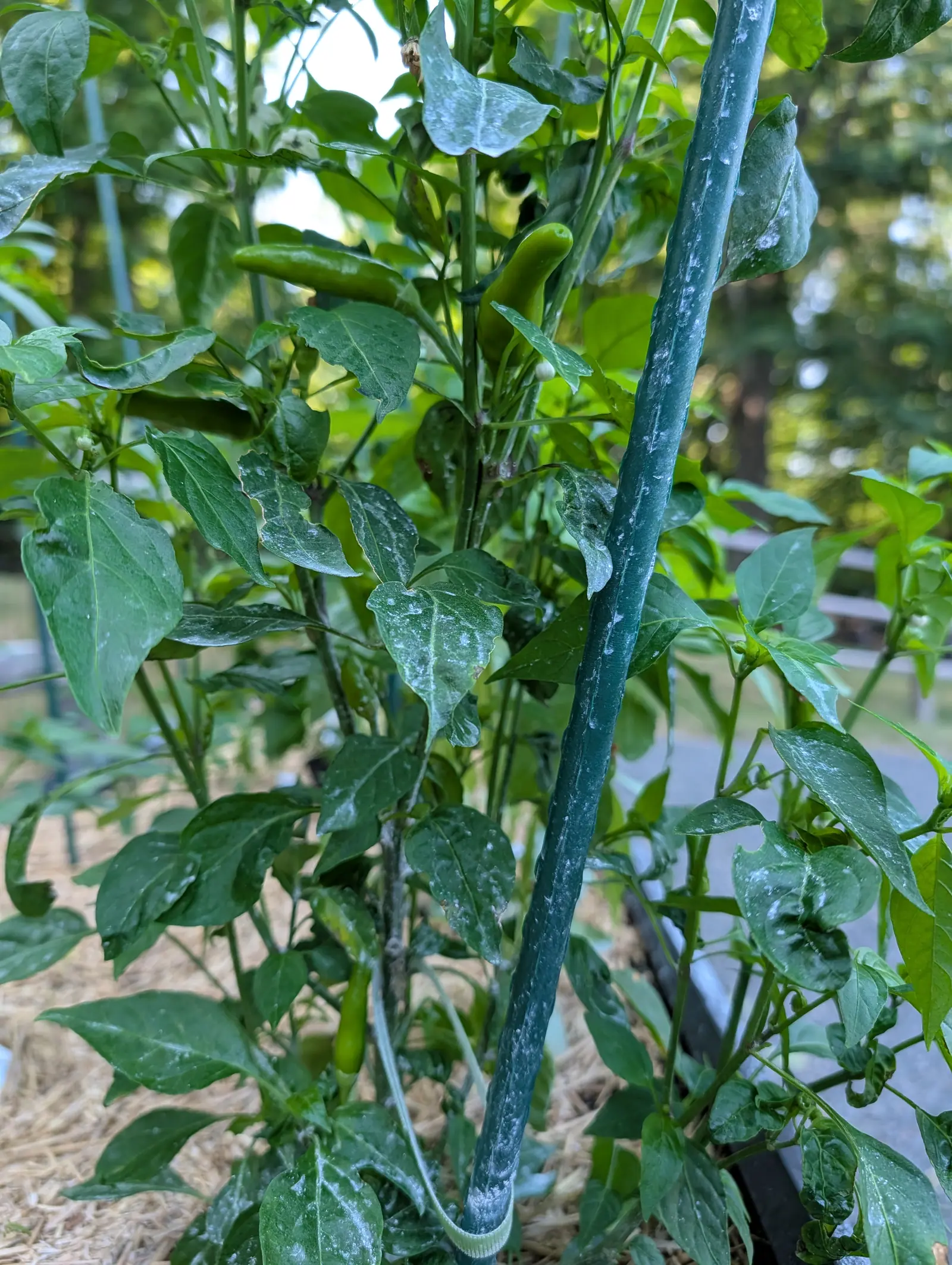 Piri Piri chilies on 16 July, five or six slender green pods borne singly at the nodes and held out sideways or slightly upward rather than hanging, one hooked near the tip, dusted with kaolin clay in soft low evening light with woodland behind.