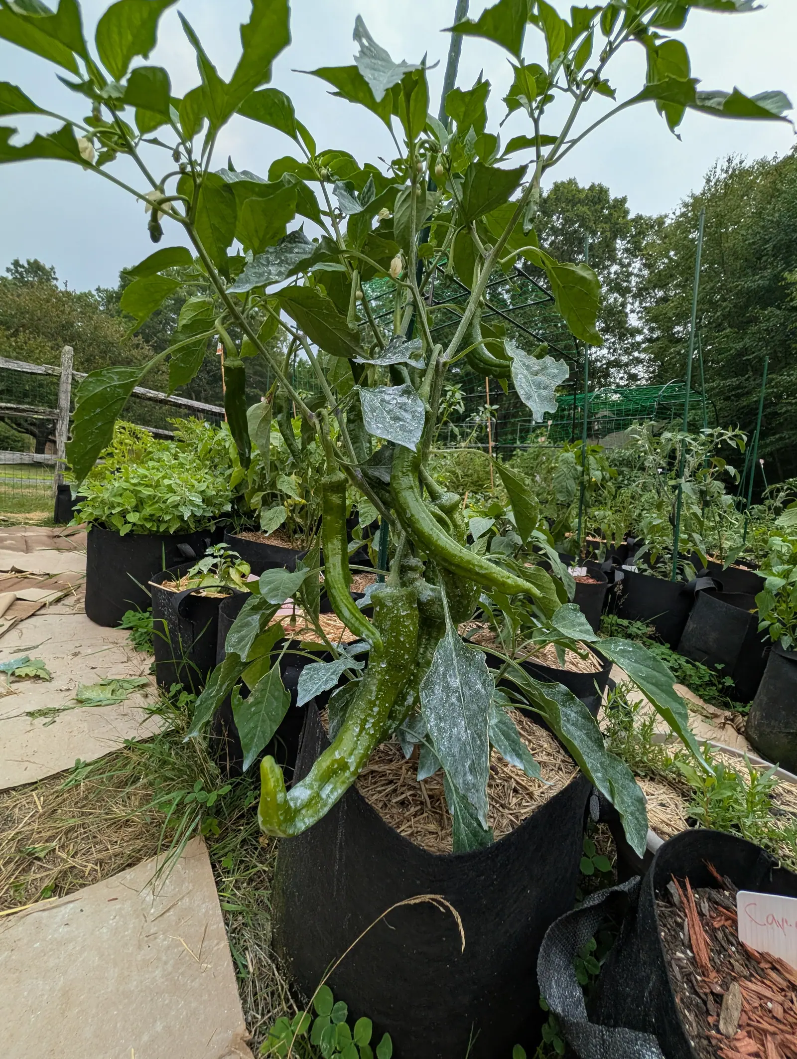 A Ristra Cayenne II chili on 16 July, its thin woody stems arching outward under five or six long pods that taper to a blunt curled tip, small creamy flowers still opening higher up, the whole plant standing against a flat white overcast sky.