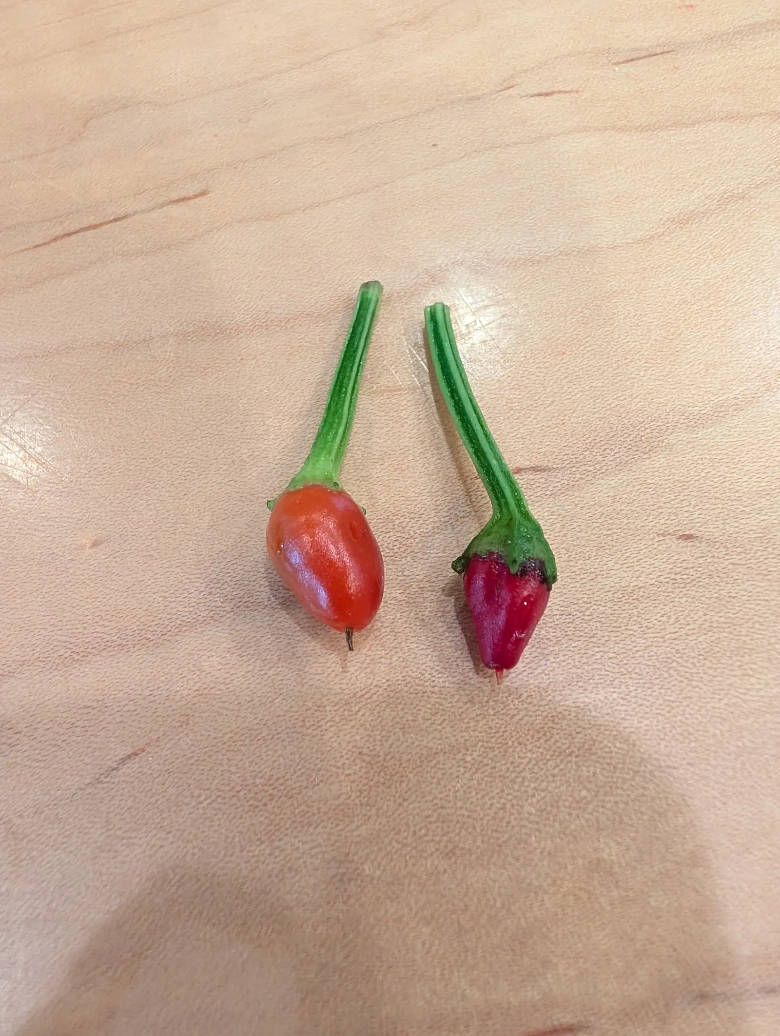 Two Chili Red peppers picked on 16 July, each keeping a stalk twice its own length — the left a glossy orange-red ovoid with the dark thread of its style still attached, the right sharply conical, crimson, and split dark under the calyx.