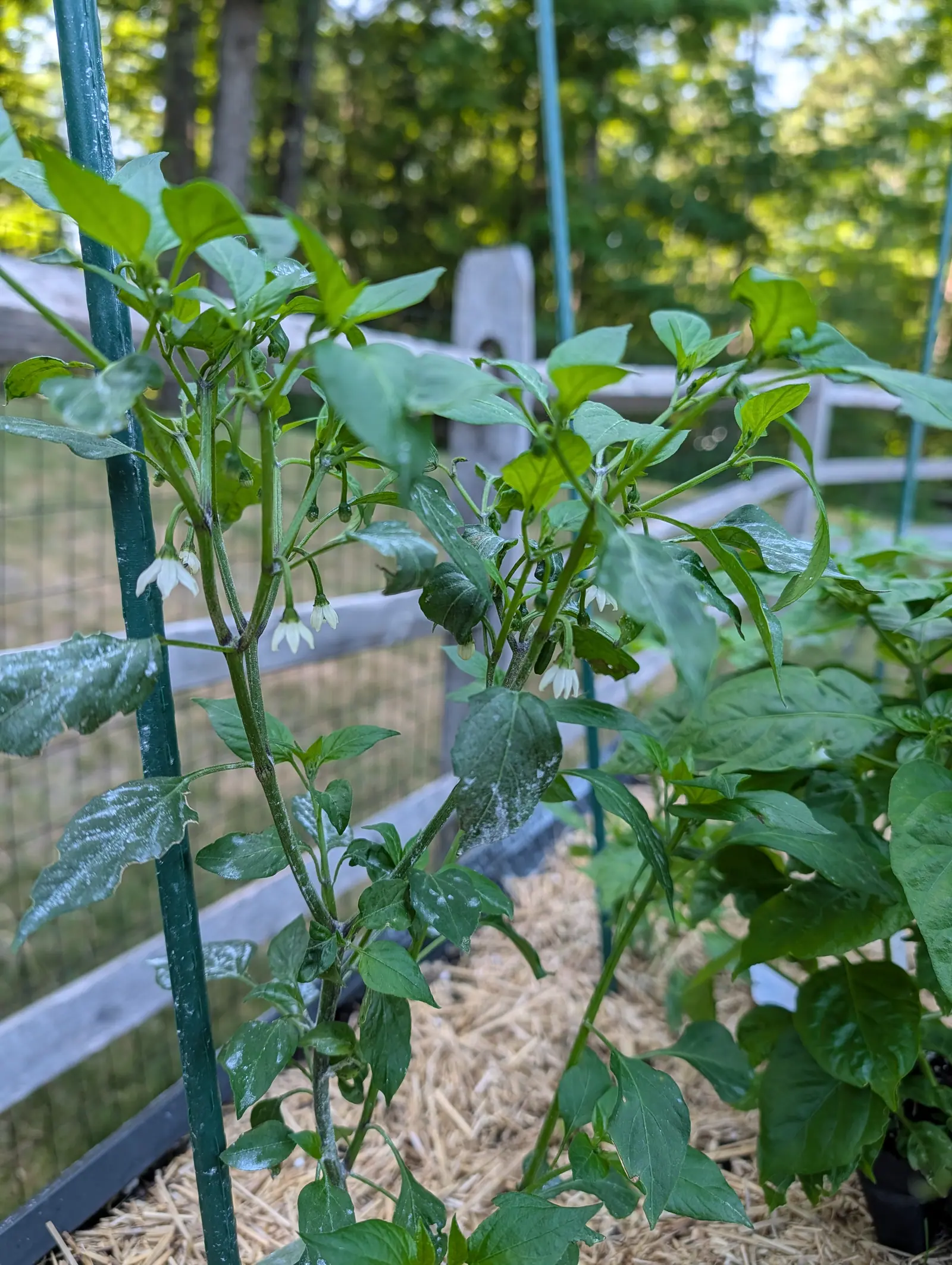 A Serrano pepper on 16 July with eight or nine flowers out at once, each creamy white with narrow lobes curling back from the tube and all nodding downward, and one fruit already set — a blackish-green ovoid sitting upright — in warm low sun.