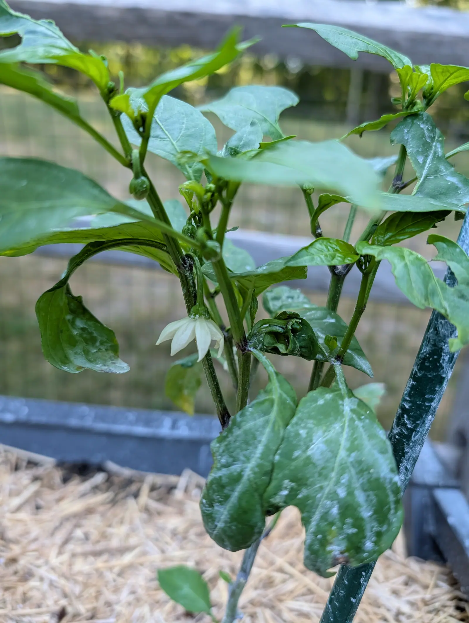 A Pumpkin Jalapeno pepper on 16 July with a single flower fully out, its six narrow lobes flared and curled back from the tube, while the one behind has collapsed to a limp green rag — no fruit set anywhere on it yet, in soft warm light.