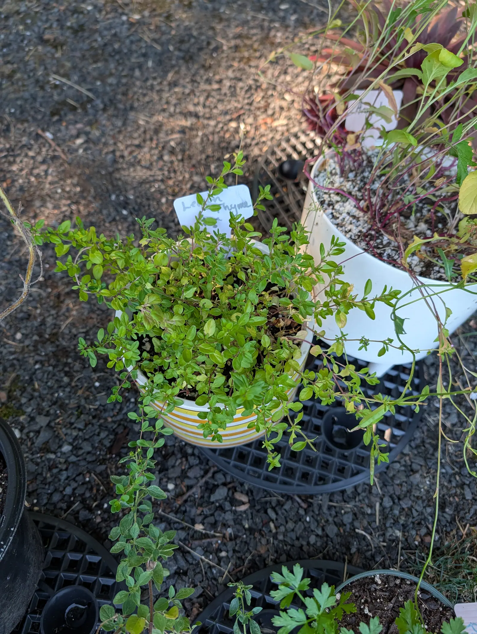 A mint-family subshrub on 16 July far outgrowing its striped pot, wiry reddish stems trailing out across the gravel, tiny paired leaves crowding every axil and turning gold on the sunlit shoots in low evening light — not one flower on it.