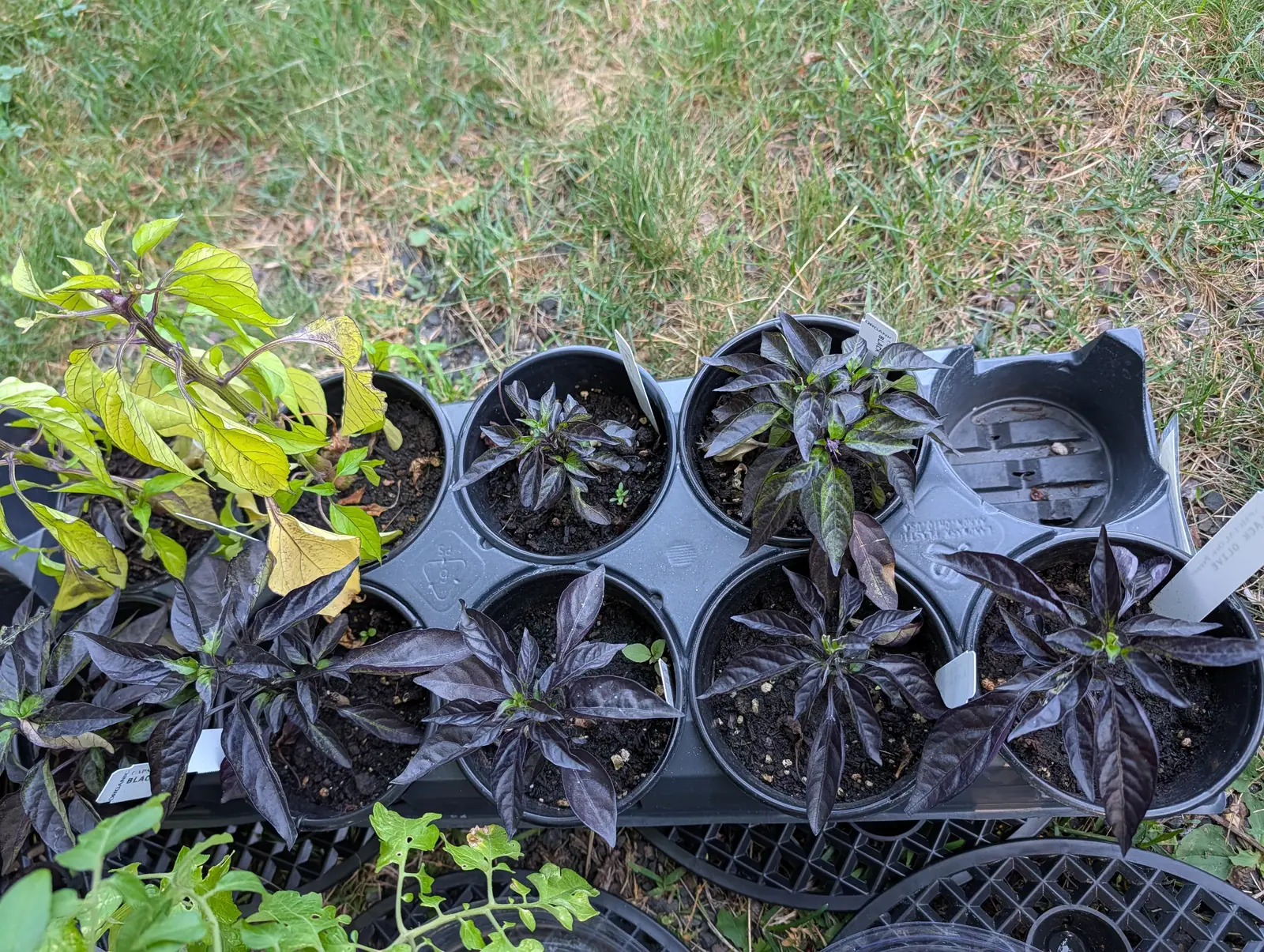 Black Olive peppers on 16 July, a tray of young plants whose whorled leaves are a near-black purple with a metallic sheen, streaked olive and bright green along the midribs, and one crown carrying a single violet flower with its style pushed out.