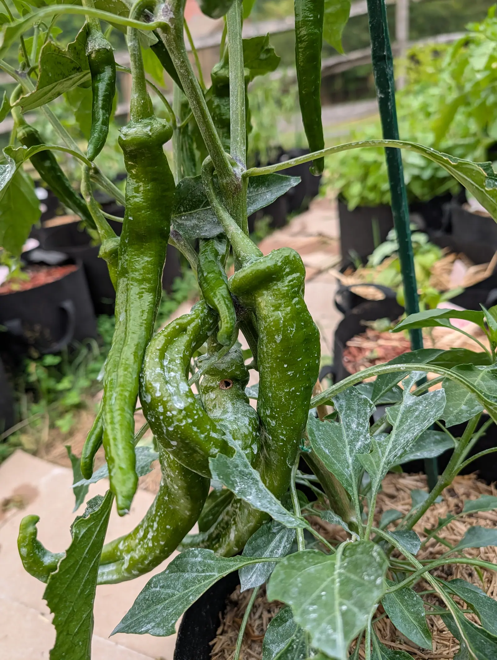 Ristra Cayenne II chilies on 16 July, five or six long green pods hanging straight down in one cluster and one of them wavy along its whole length, a clean round bore hole in another, all beaded with water under flat gray overcast.