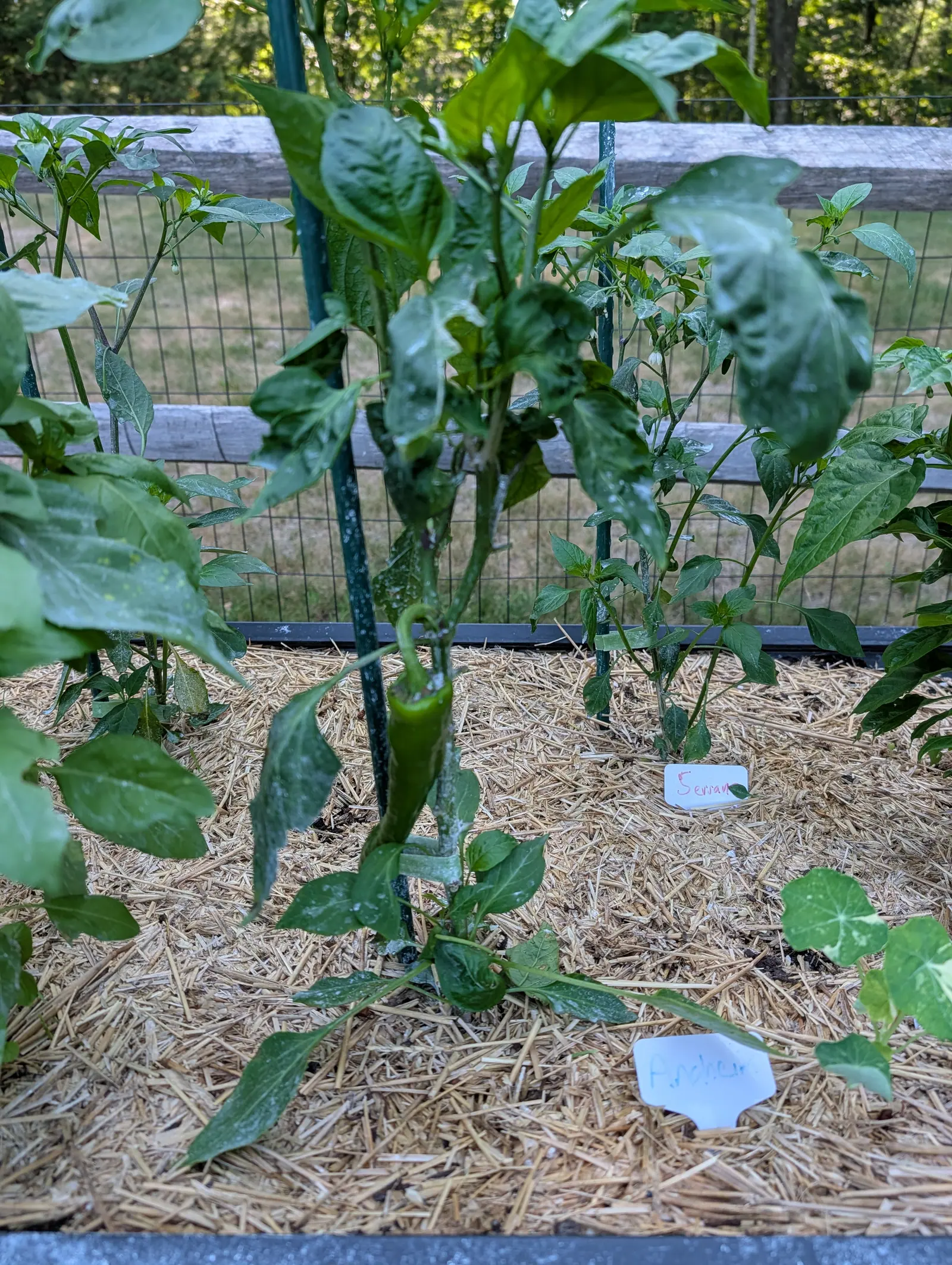An Anaheim pepper on 16 July, one smooth unwrinkled green fruit hanging straight down from a sharply hooked stalk while the plants beside it are still all buds, in low late side light that throws long shadows toward the woodland behind the bed.