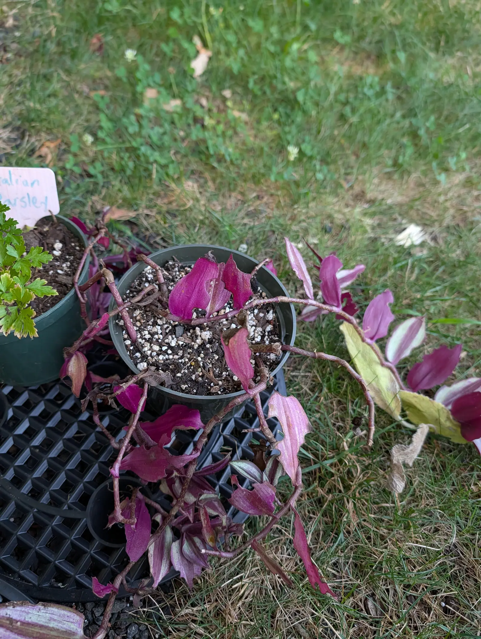 A Tradescantia zebrina on 16 July with most of its crown shed, jointed stems swollen at every node trailing out of a bare pot across the grass, each leaf banded silver-cream between deep magenta margins and solid purple underneath.