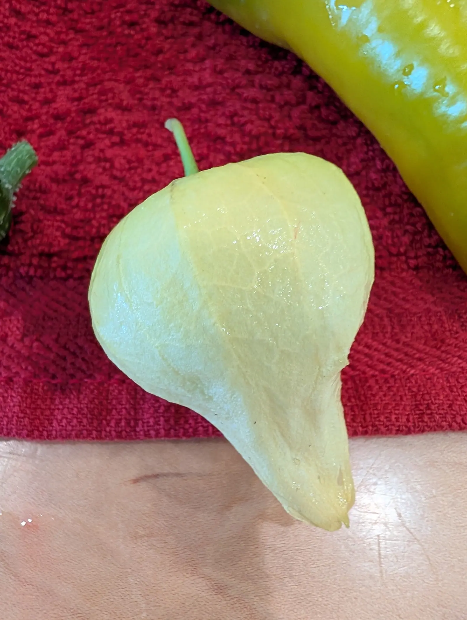 A Cisneros tomatillo on 16 July still sealed in its husk — dry, papery, buttery cream with a fine vein network showing through where it is translucent, creased into soft folds and drawn to a long point, broader than the pepper beside it.