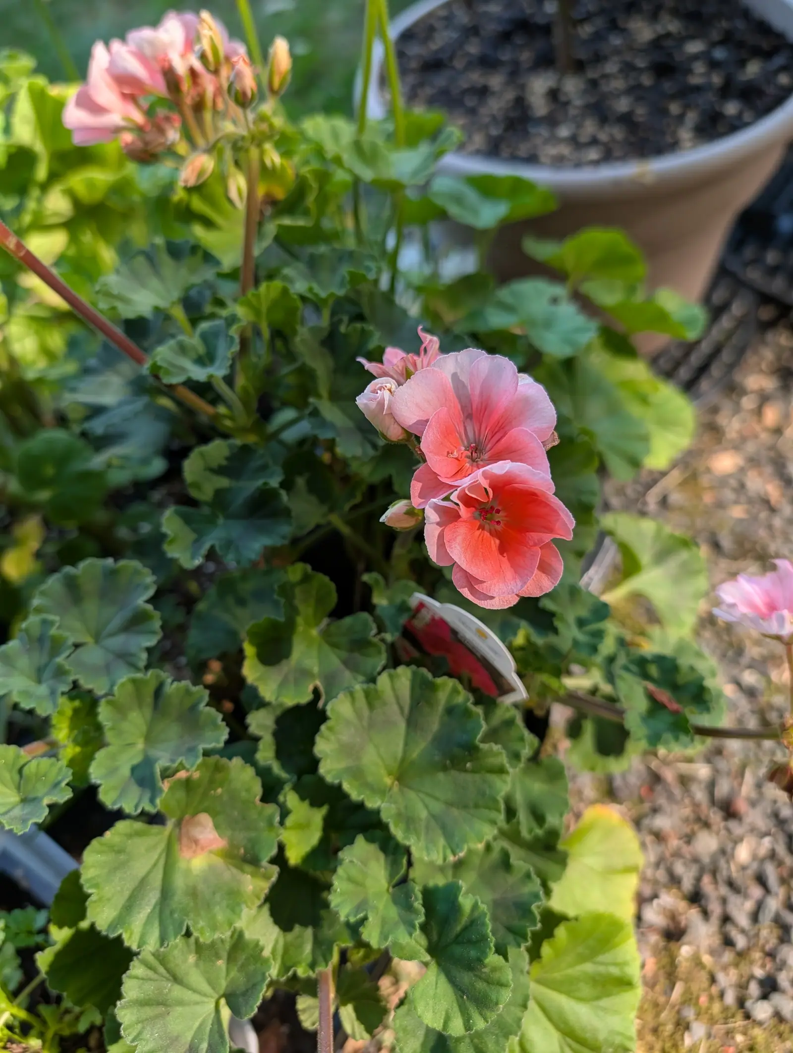 A Fantasia Salmon geranium on 16 July, two umbels fully out in warm salmon pink with fine darker veins radiating from each throat and petal edges fading almost to white, its zoned leaves rimmed hard and bright by low raking sun.