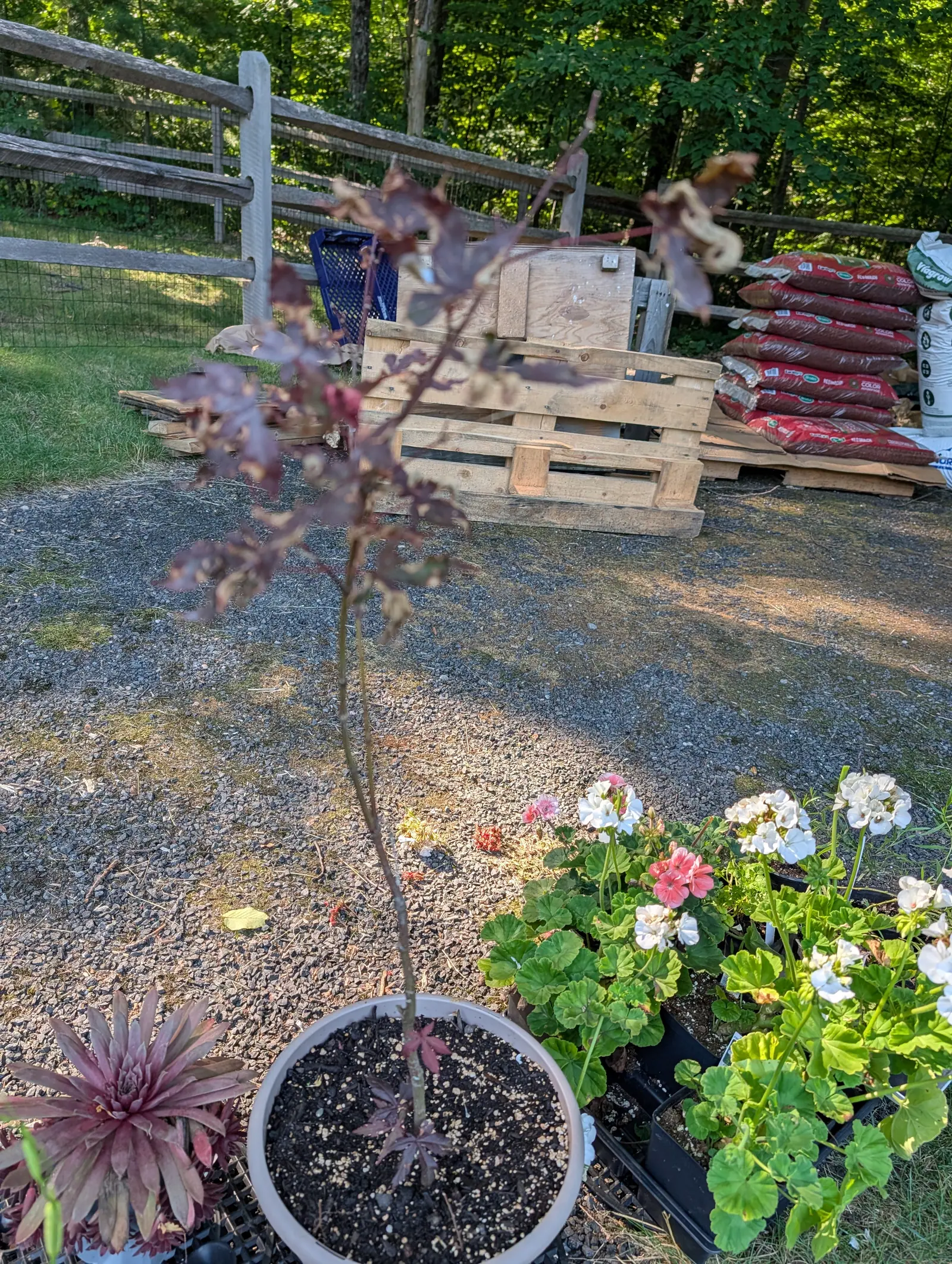A Japanese maple on 16 July, each leaf split to the base into seven narrow finely toothed lobes in dull maroon, the canopy thin and gappy with the upper leaves curled and bleached tan, in strong low side light across the gravel.