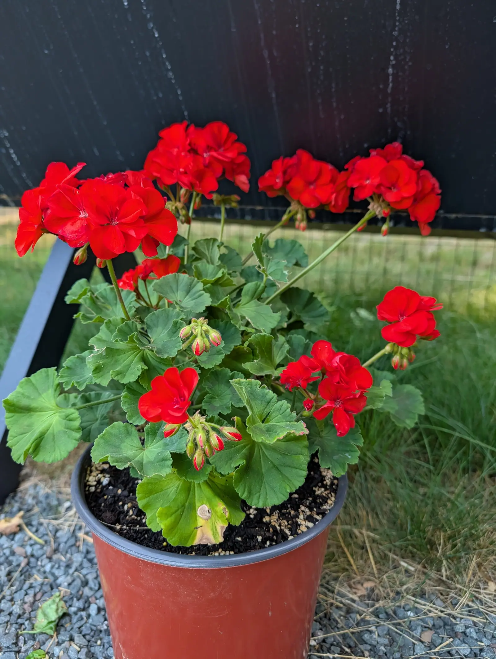 A zonal geranium on 16 July in full flower, seven or eight tight domes of pure scarlet held clear above hairy scalloped leaves, the unopened heads striped crimson down their sepals, and a small coiled snail shell resting on a lower leaf.