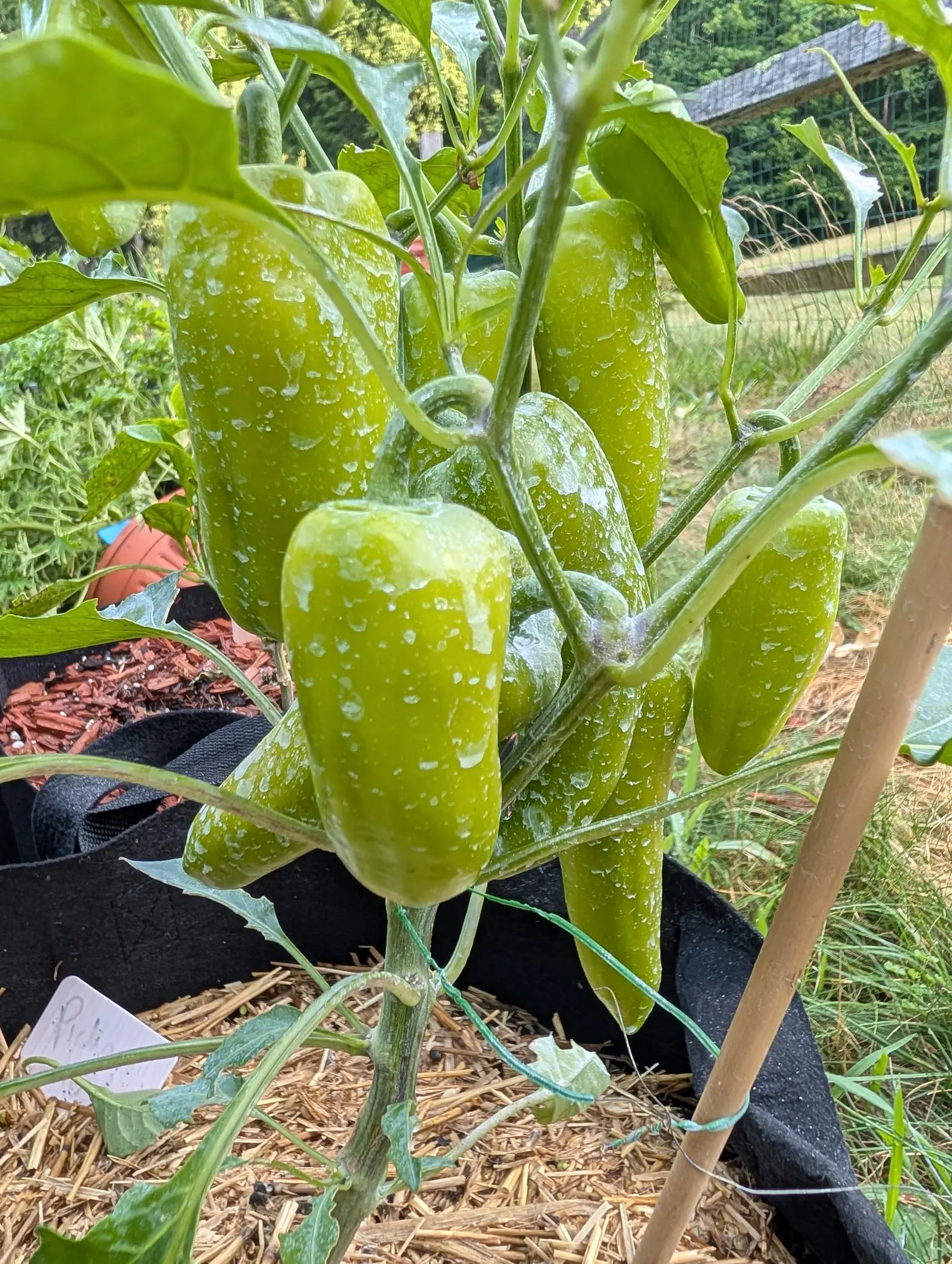 Pick-N-Pop Yellow peppers on 17 July, seven or eight blocky broad-shouldered fruits crowding one plant, translucent chartreuse with no red anywhere, each hooked stalk bending over into a flat calyx, all beaded with water in bright hazy light.