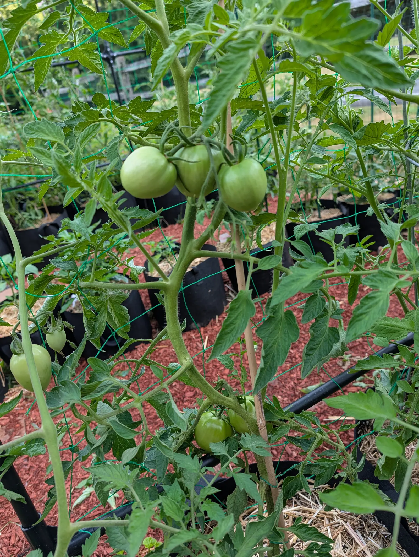 Sunray tomatoes on 17 July, a truss of three pale yellow-green globes hanging nose-down with a five-pointed calyx pressed flat onto each shoulder, and two more trusses coming behind, under flat even overcast with no shadow anywhere.