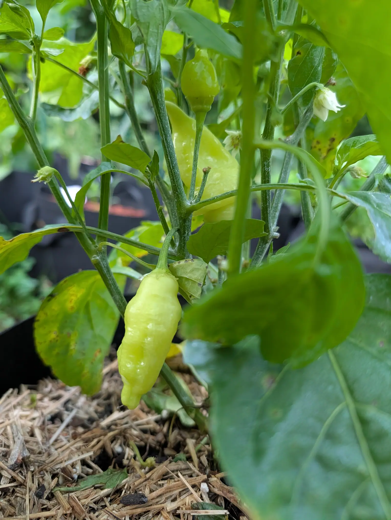 A Sugar Rush Peach pepper on 17 July, creamy yellow and wrinkled into long folds down its whole length, tapering to a blunt three-lobed tip, with small white bells still nodding above it and a damp sheen on everything in flat soft light.