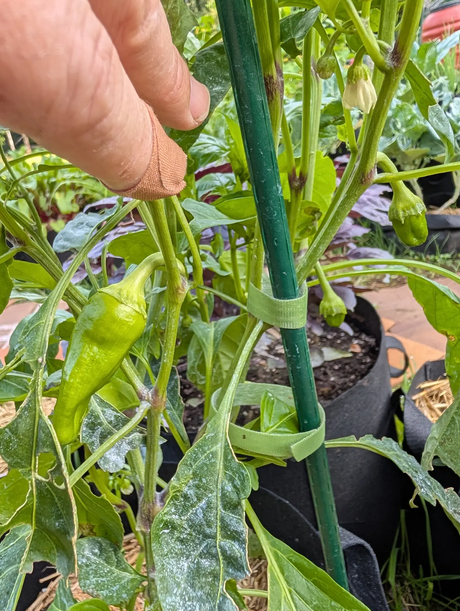 A Cubanelle pepper on 17 July, held clear by a hand with a tan cot on its index finger — one smooth waxy pale green pod, broad-shouldered and furrowed along one flank, hanging under nodding cream bells in wet-looking overcast light.