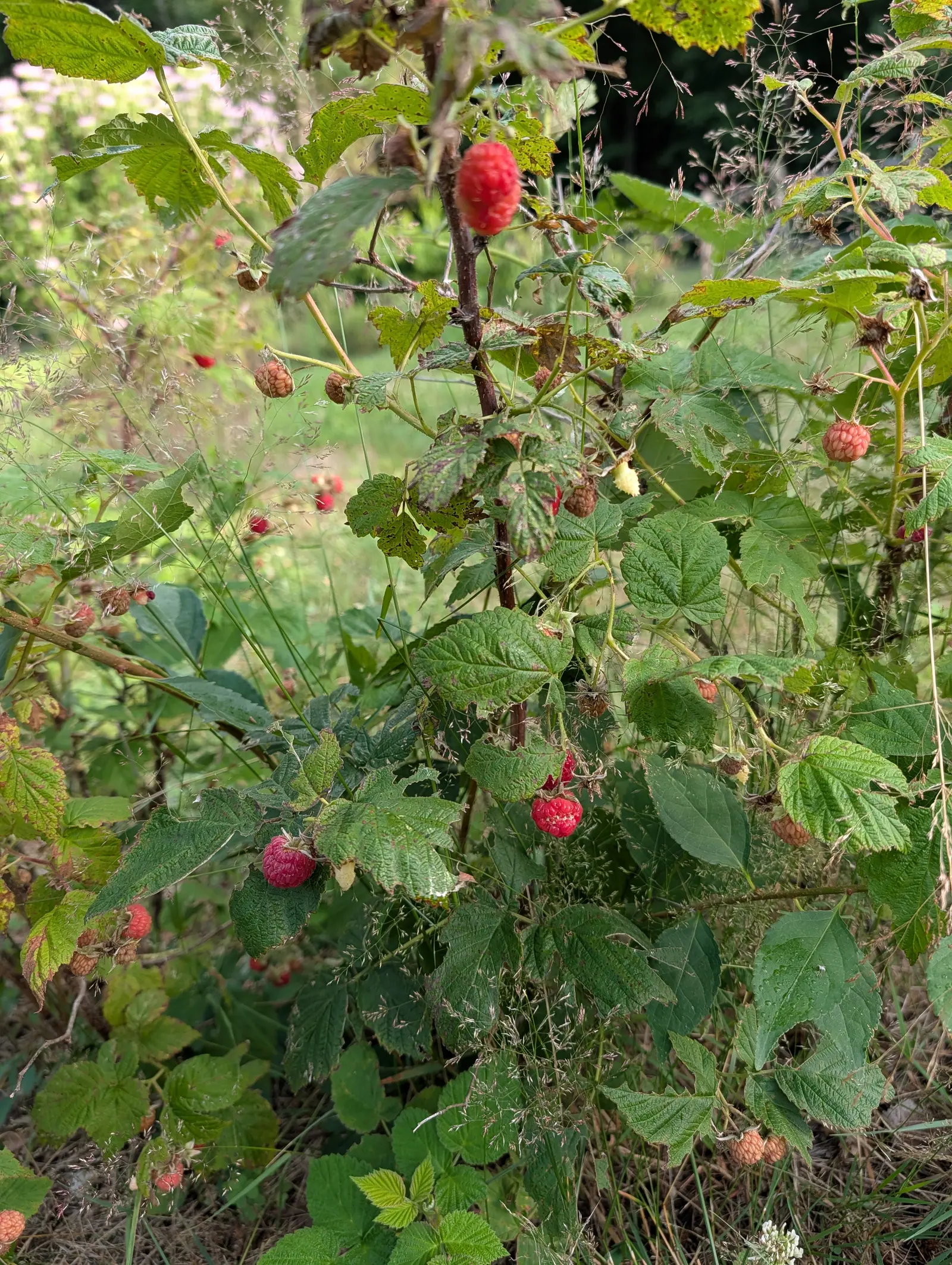 Red raspberries on 17 July at every stage on one thicket of canes — deep rose thimbles beside buff-tan and greenish-cream fruit and a good many already shriveled to husks — with grass flower panicles woven right through the planting.