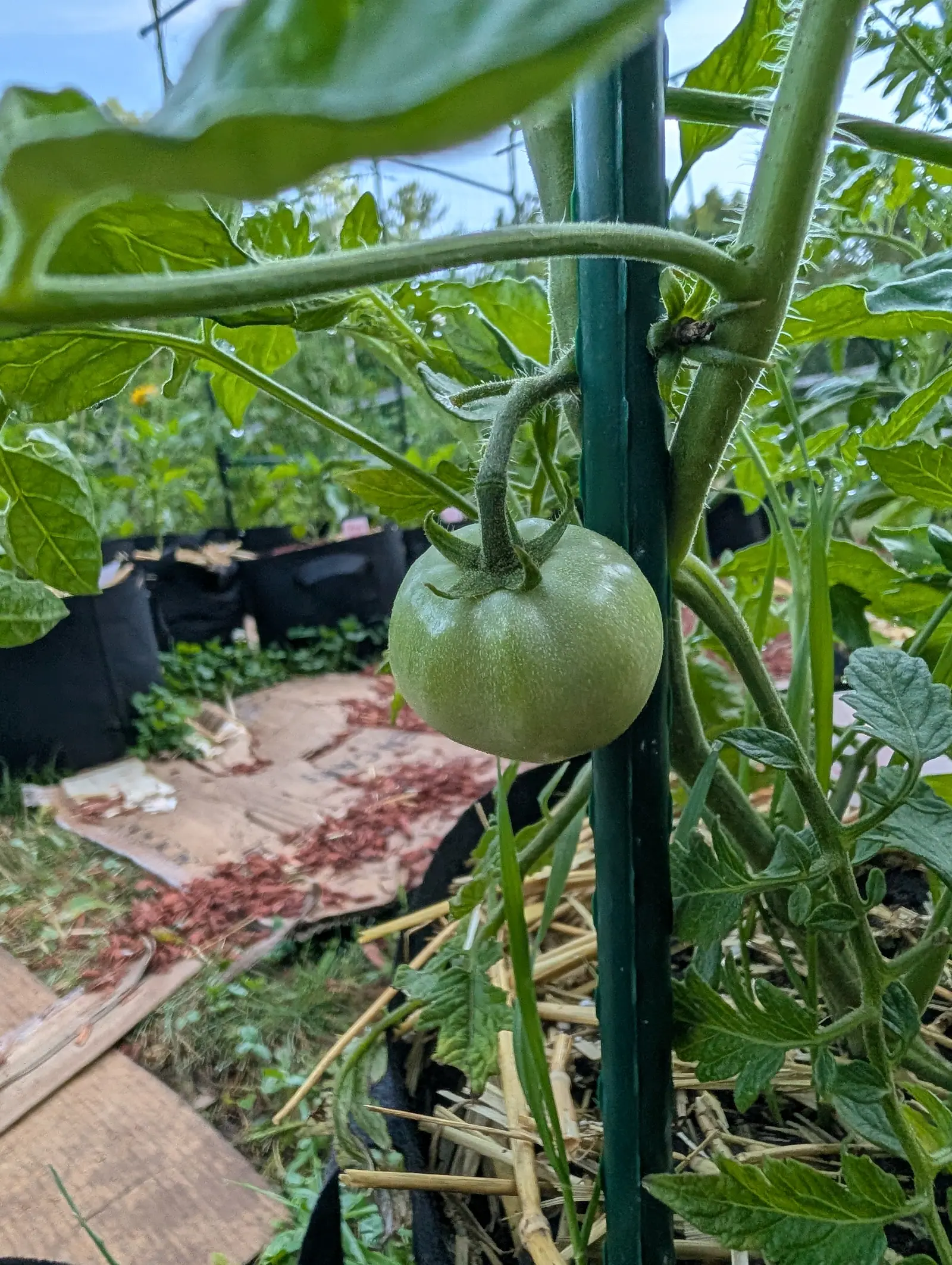An Eva Purple Ball tomato on 17 July, a flattened pale green globe under a whitish bloom of fine hairs with a paler ring around the blossom end, its calyx arms curled back tight against the shoulder, everything still wet from rain.