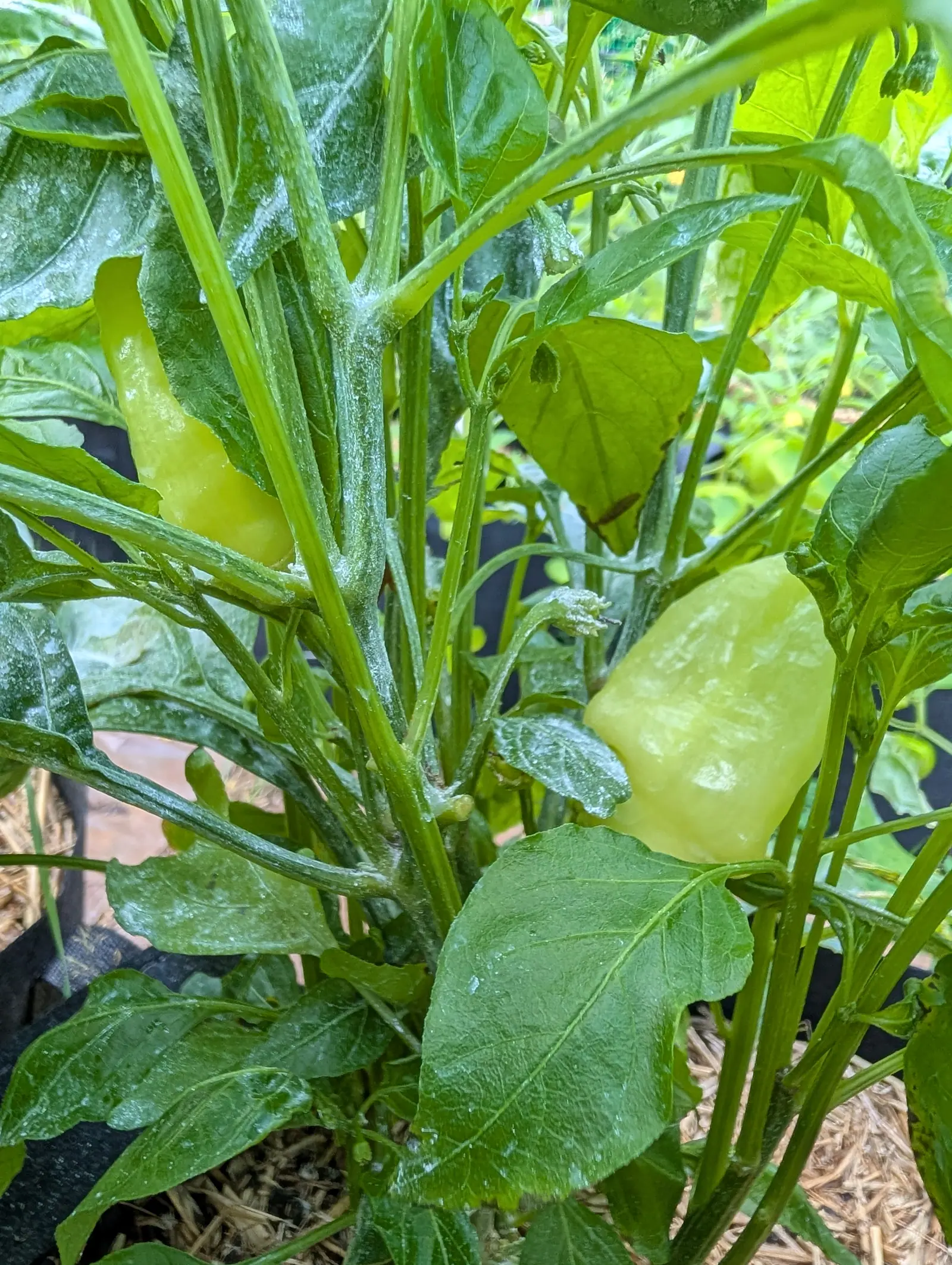 A Sugar Rush Peach pepper on 17 July, a stubby blunt wedge of cream-lemon held out sideways with a longer folded one above it and a third still deep green below, kaolin clay lying heaviest along the thick central stem in flat wet light.