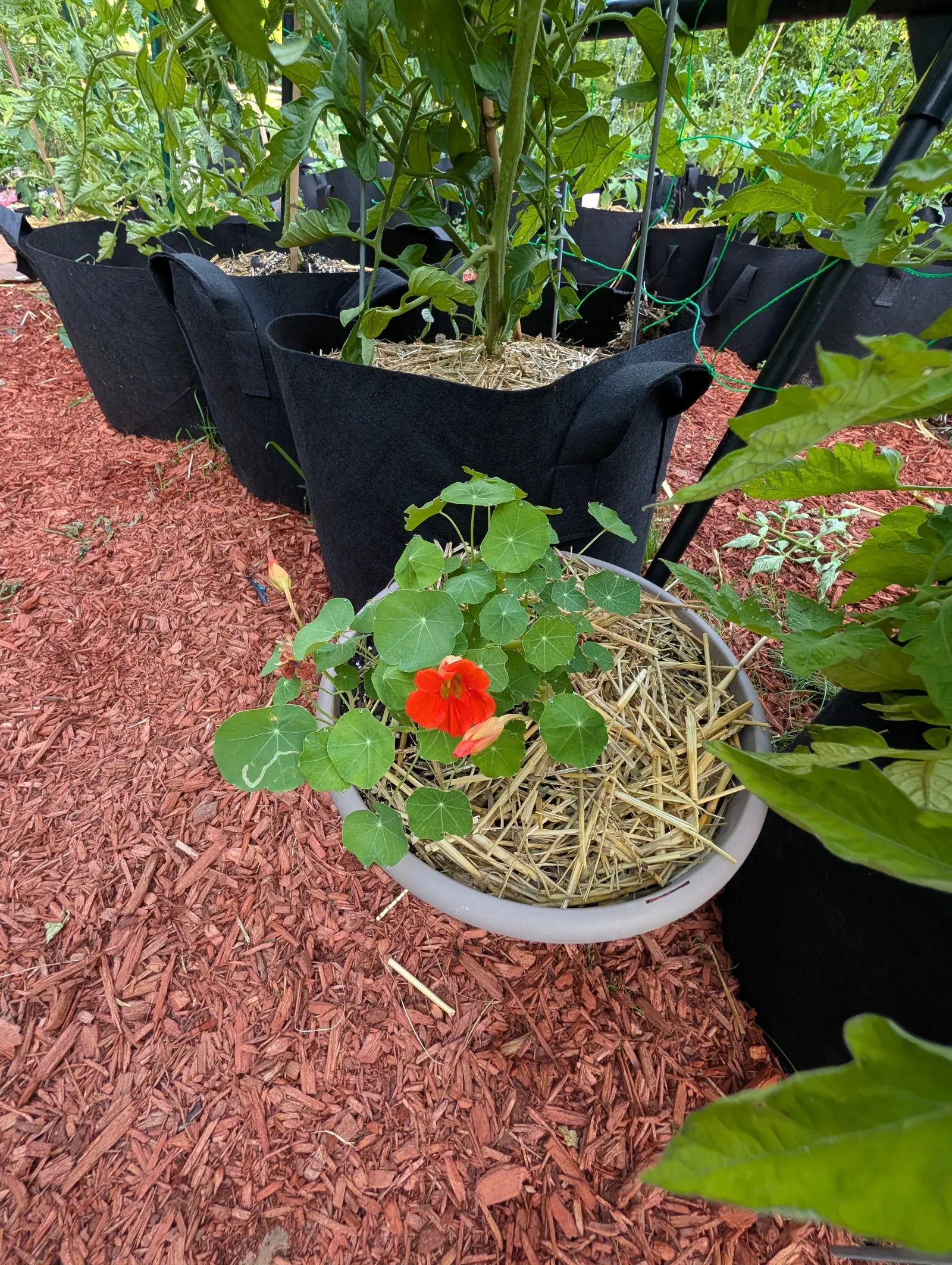 A Jewel Mix nasturtium on 17 July, its round leaves held flat on stalks that join at the middle of the blade with pale veins running out like spokes, one hot orange-red flower open over a yellow throat lined fine and dark, in flat light.