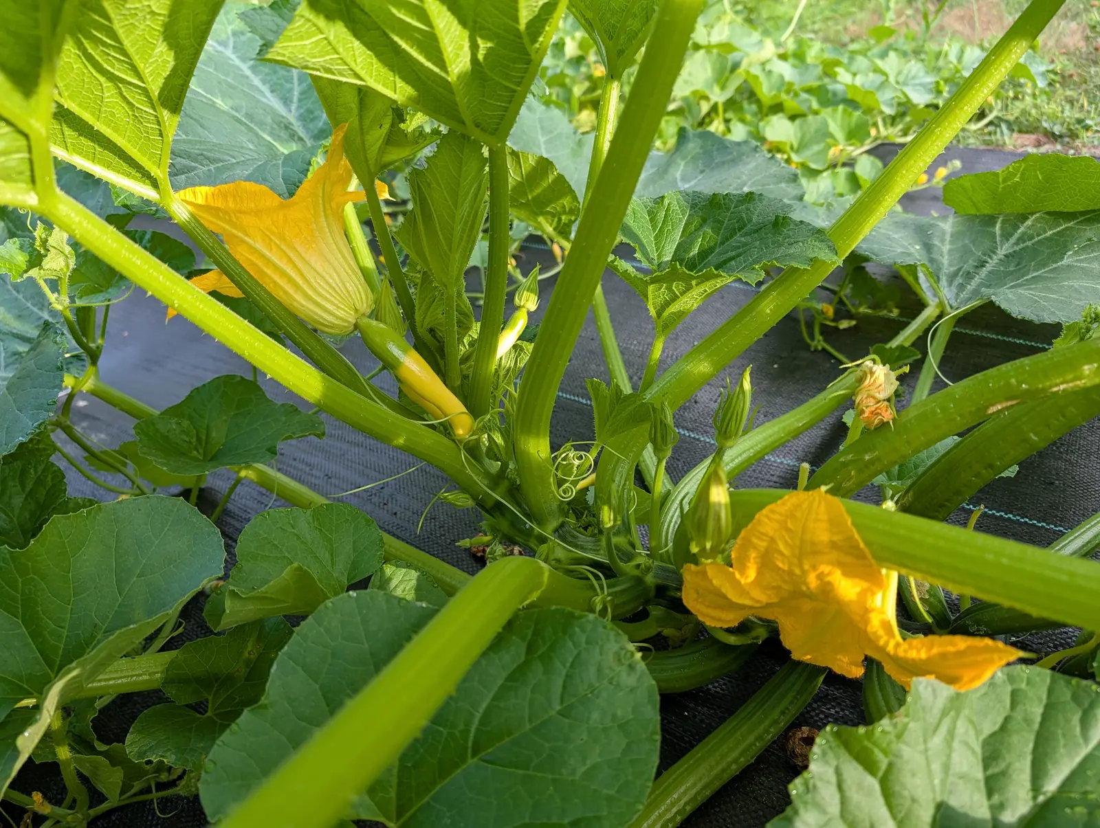 A Zephyr squash on 17 July seen straight down into its crown, thick ridged hollow stalks radiating from one woody center, two golden trumpets open with the petals heavily pleated, and one butter-yellow fruit lying along the ground behind.