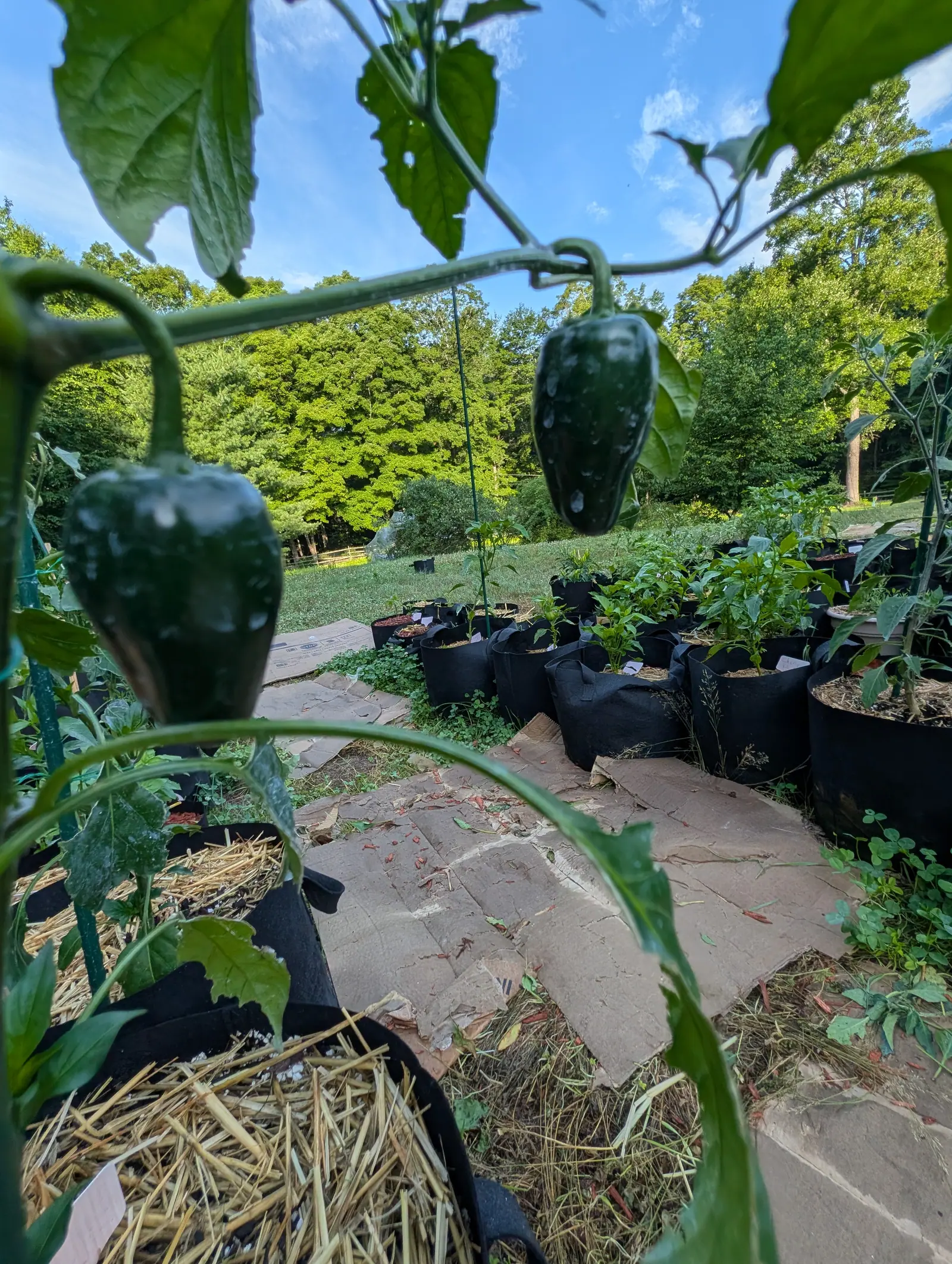 Capeliente peppers on 17 July, two fruits hanging nose-down into the frame so dark green they read almost black, squared at the shoulder and flattening toward a blunt point, their stalks hooked hard over, in bright low morning sun under blue sky.