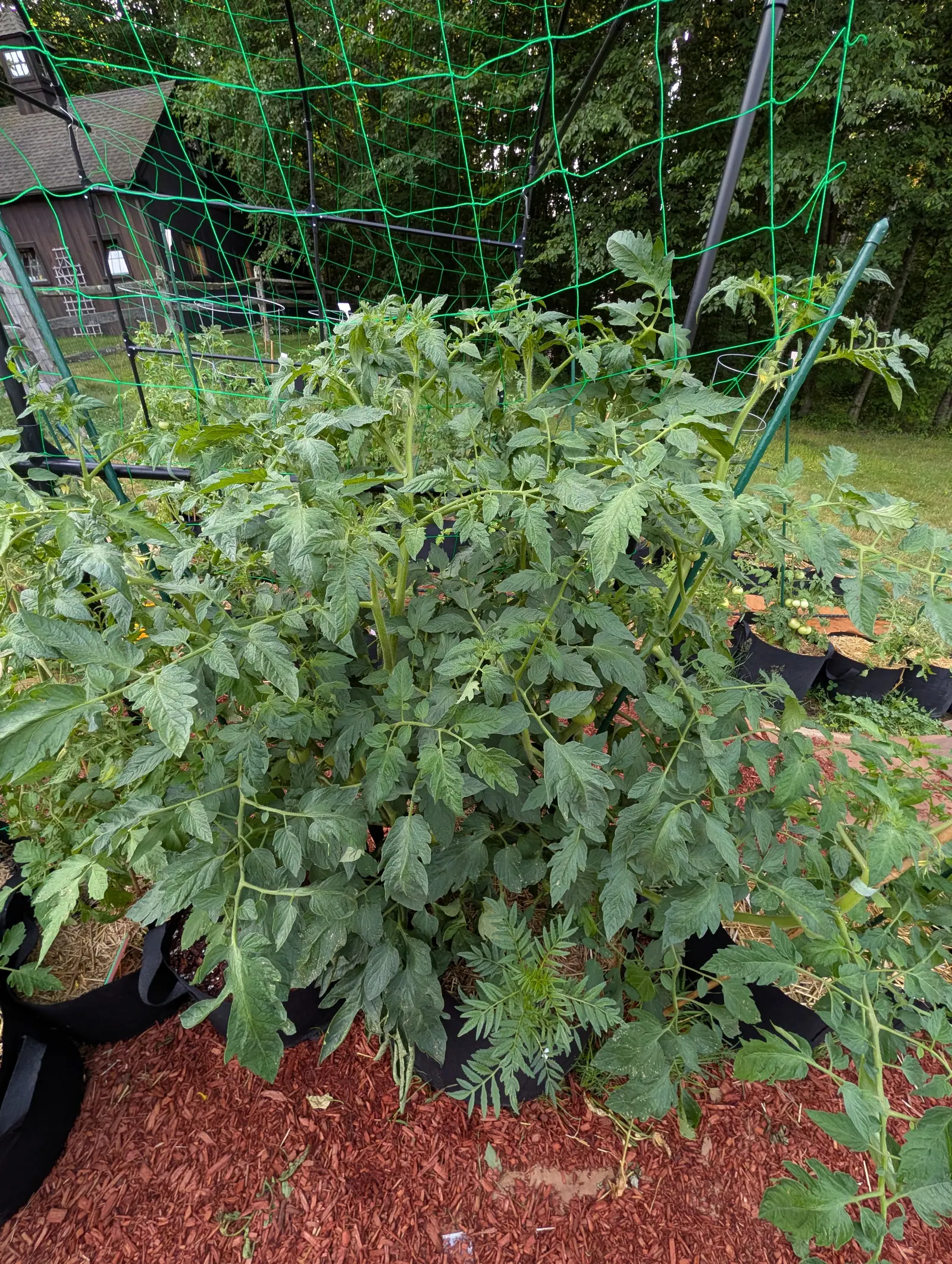 A Big Boy tomato on 17 July grown as one huge sprawling bush that has flopped out in every direction, its hard green fruit hidden in ones and twos deep inside the canopy, with a dark board-and-batten barn standing behind under flat overcast.