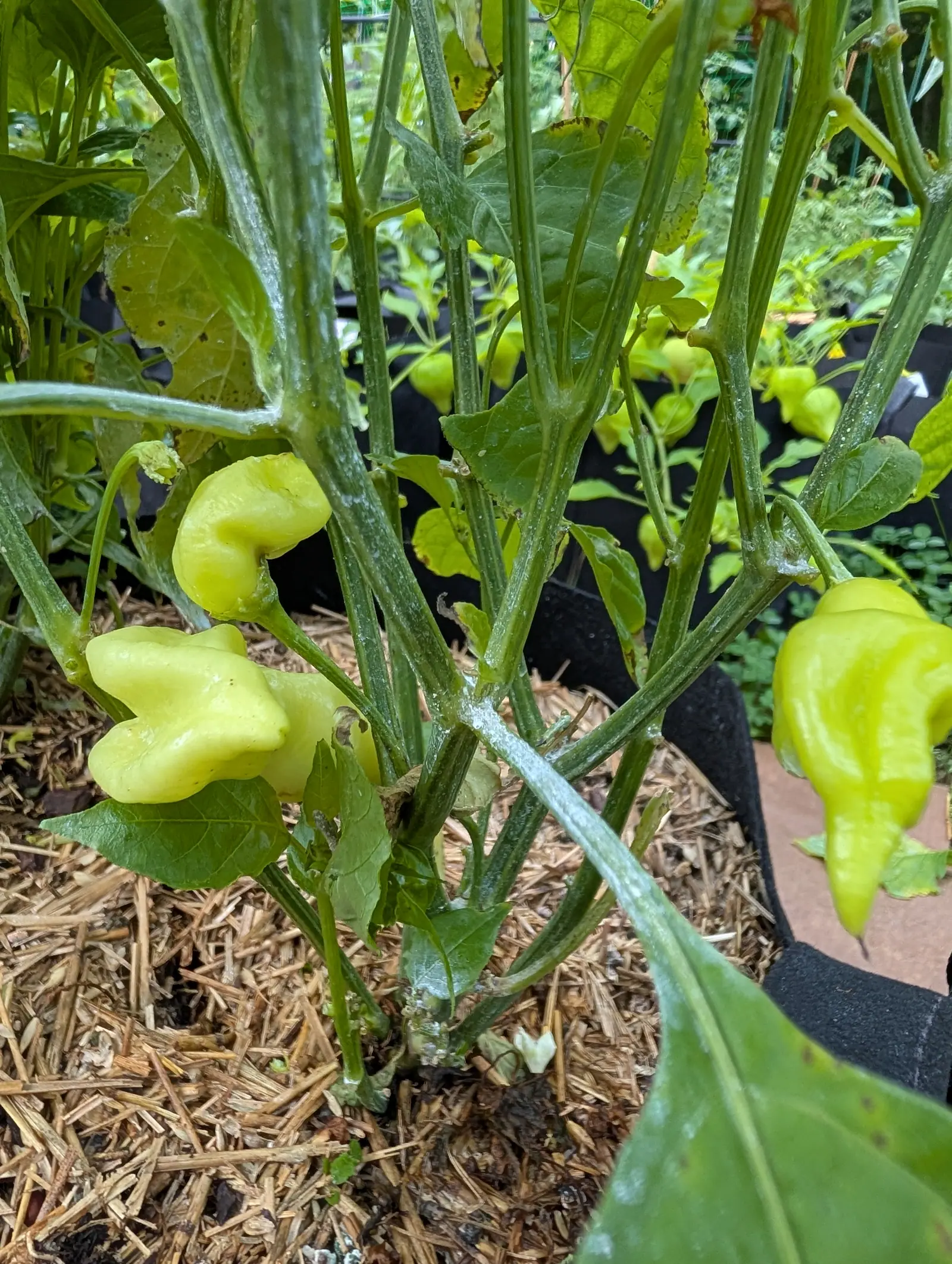Sugar Rush Peach peppers on 17 July, two lemon-cream fruits puckered into deep folds with flared lobes and hooked tips, one curled almost into a ring, kaolin clay running heavy along the upper faces of the stems in flat overcast light.