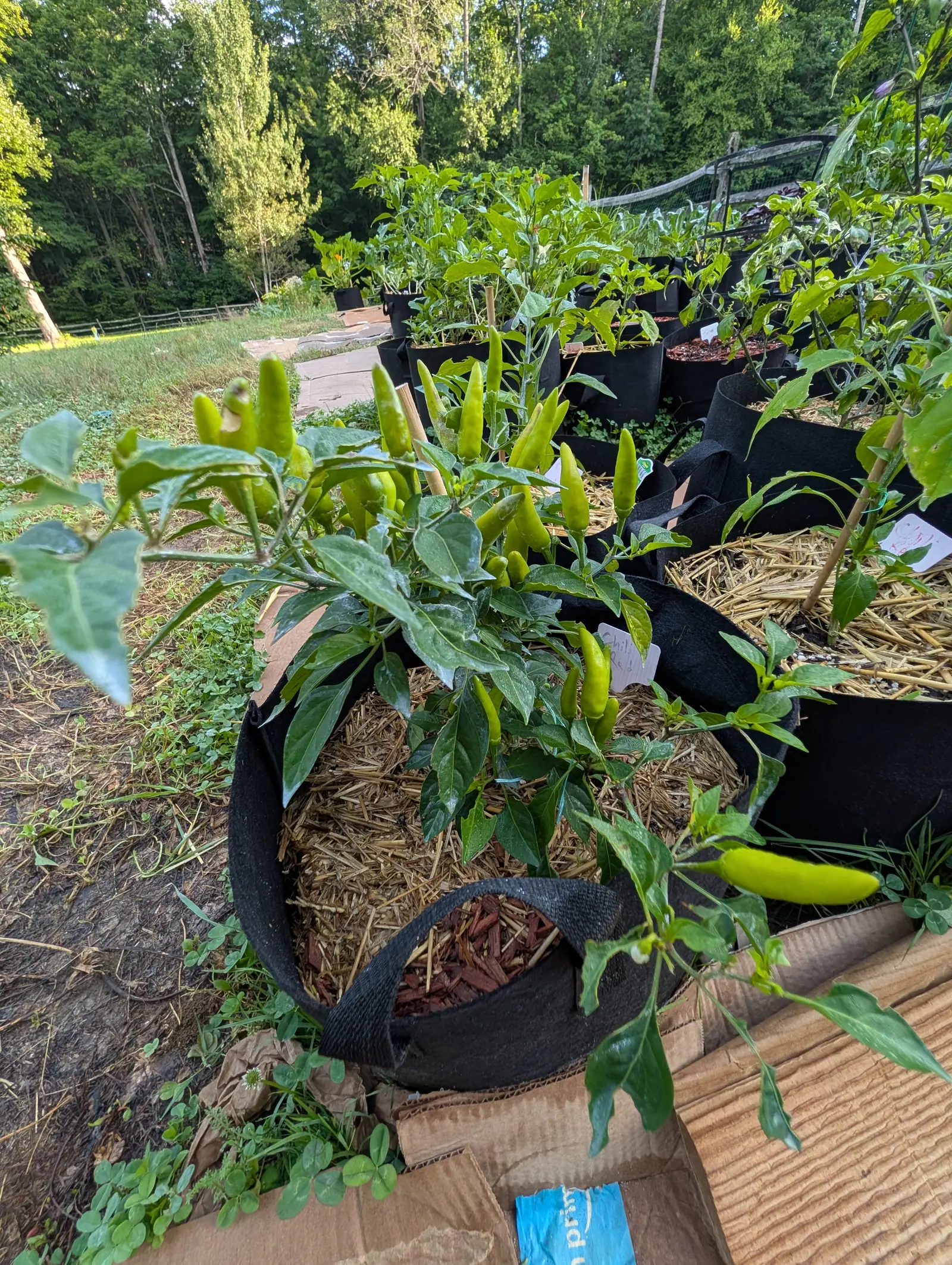 A Chili Red pepper on 17 July loaded with a dozen slim pods, pale yellow-green to mid green, some standing bolt upright in a candelabra at the crown and others hanging nose-down below, in low evening sun that runs long shadows down the row.