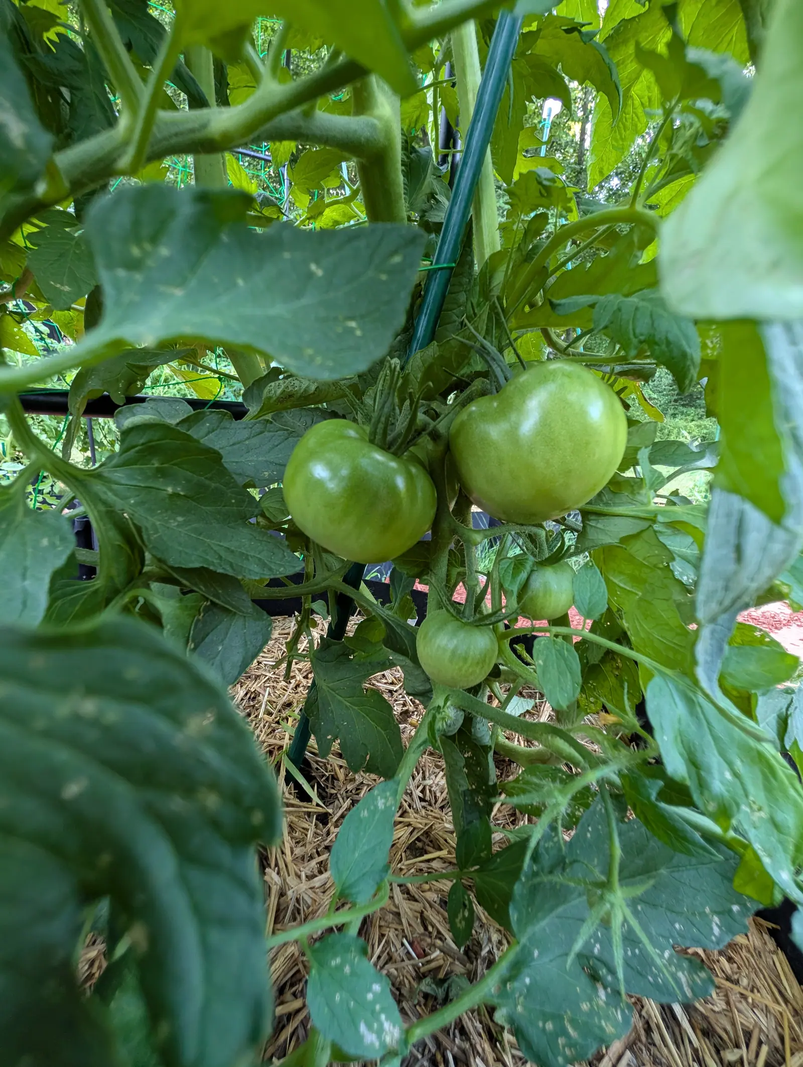 Big Boy tomatoes on 17 July, two broad squat globes side by side on one truss, faintly ribbed across the shoulder and pale apple-green with a soft whitish blush at the blossom end, three smaller fruit hanging below them in diffuse bright light.