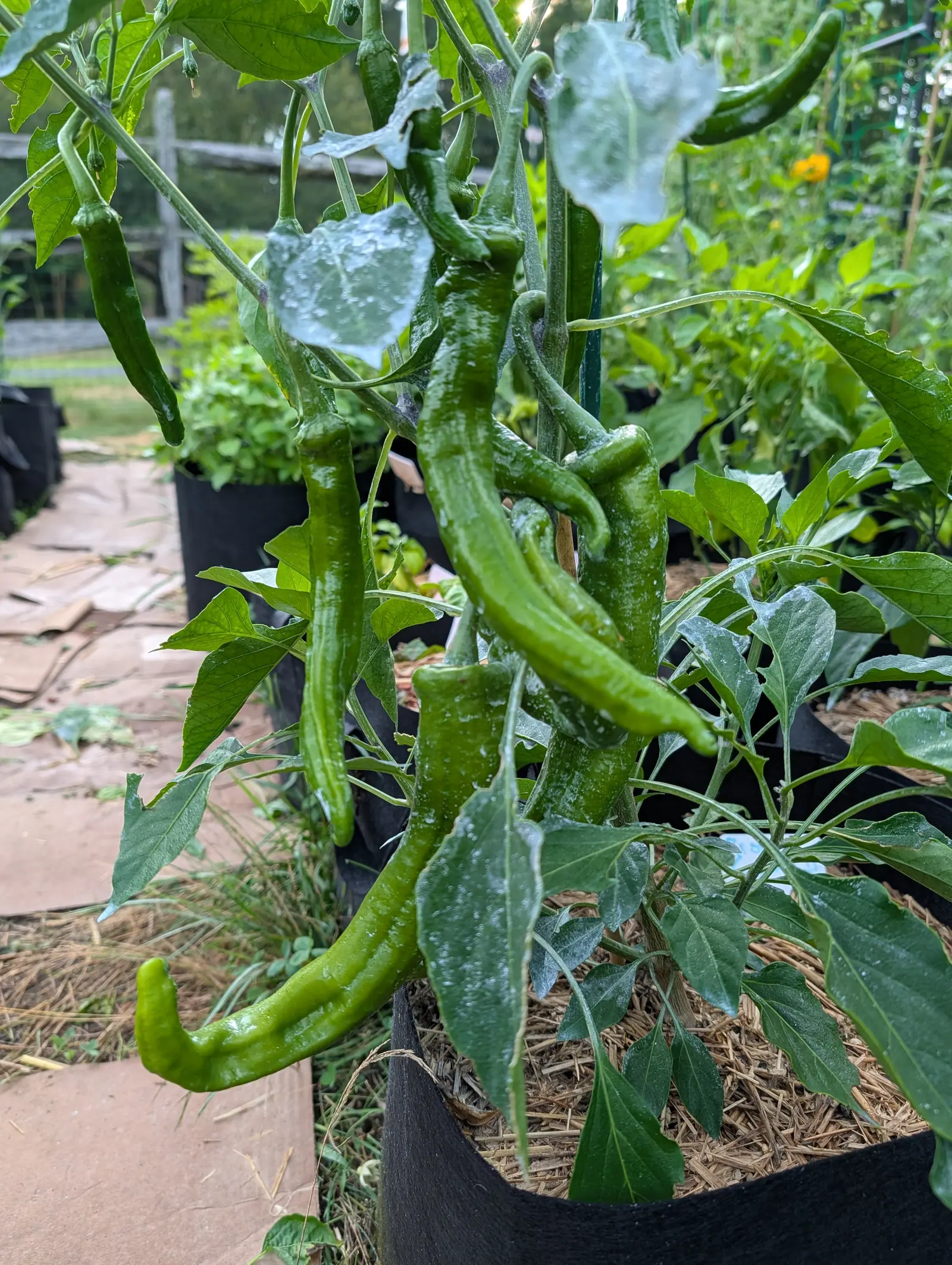 A Cayenne Blend chili on 17 July hung with five or six long pods, some straight and some hooked hard at the tip, all dimpled and creased along the flanks, and kaolin clay thick enough on some leaves to cover the blade, in dim wet overcast.