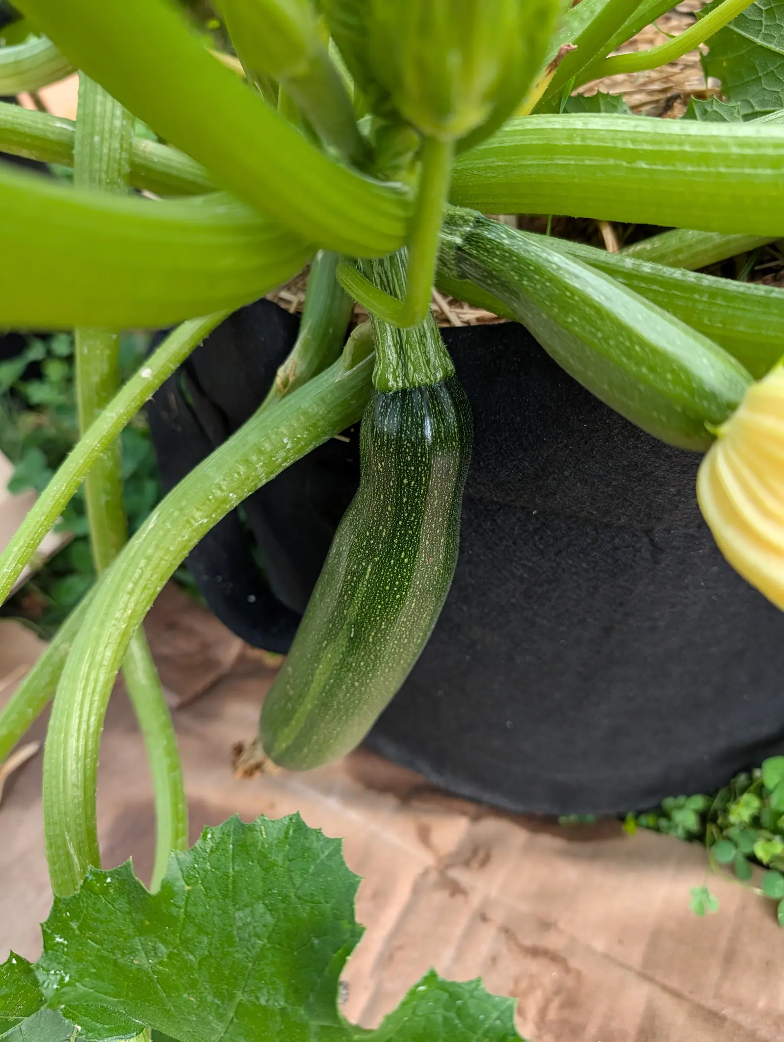 A Dark Green zucchini on 17 July hanging from the crown of the bush, near-black green finely speckled pale with a thick ribbed neck where it joins the stalk, the crumpled yellow trumpet of its flower still showing beside it in dull overcast.