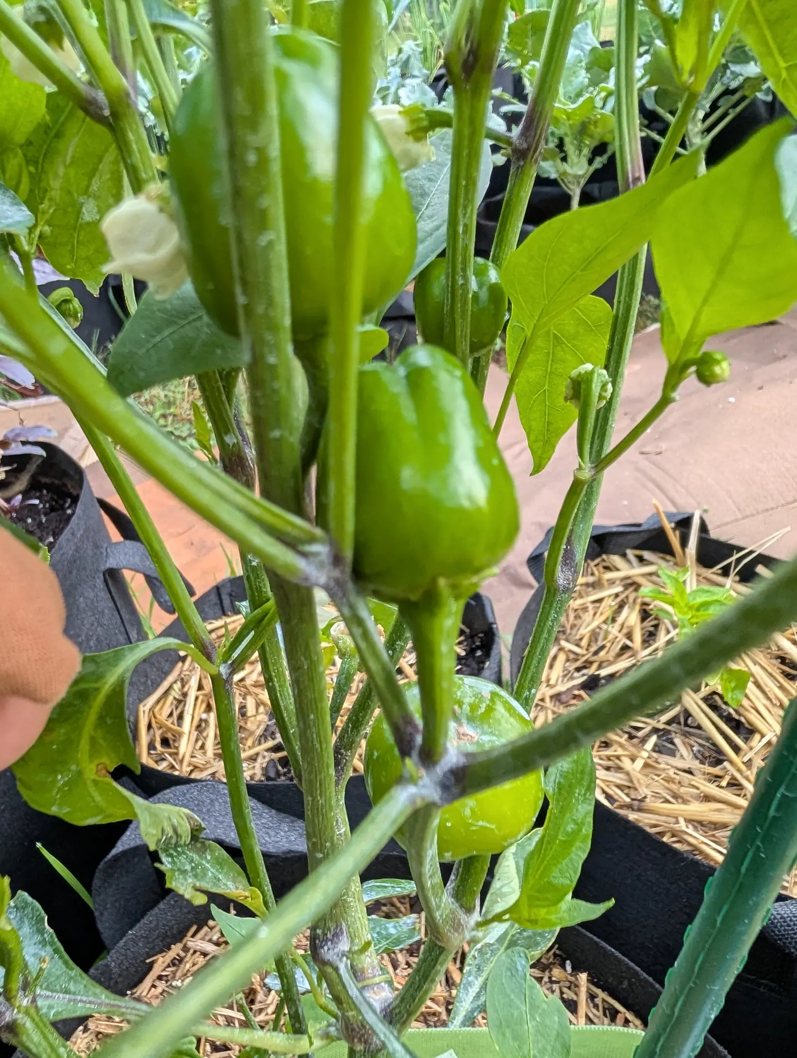 A Red Mini Bell pepper on 17 July, a squat blocky green fruit with a broad flat shoulder, three or four shallow vertical lobes and a small puckered tip, hanging among nodding cream bells with all the foliage wet in flat dull light.