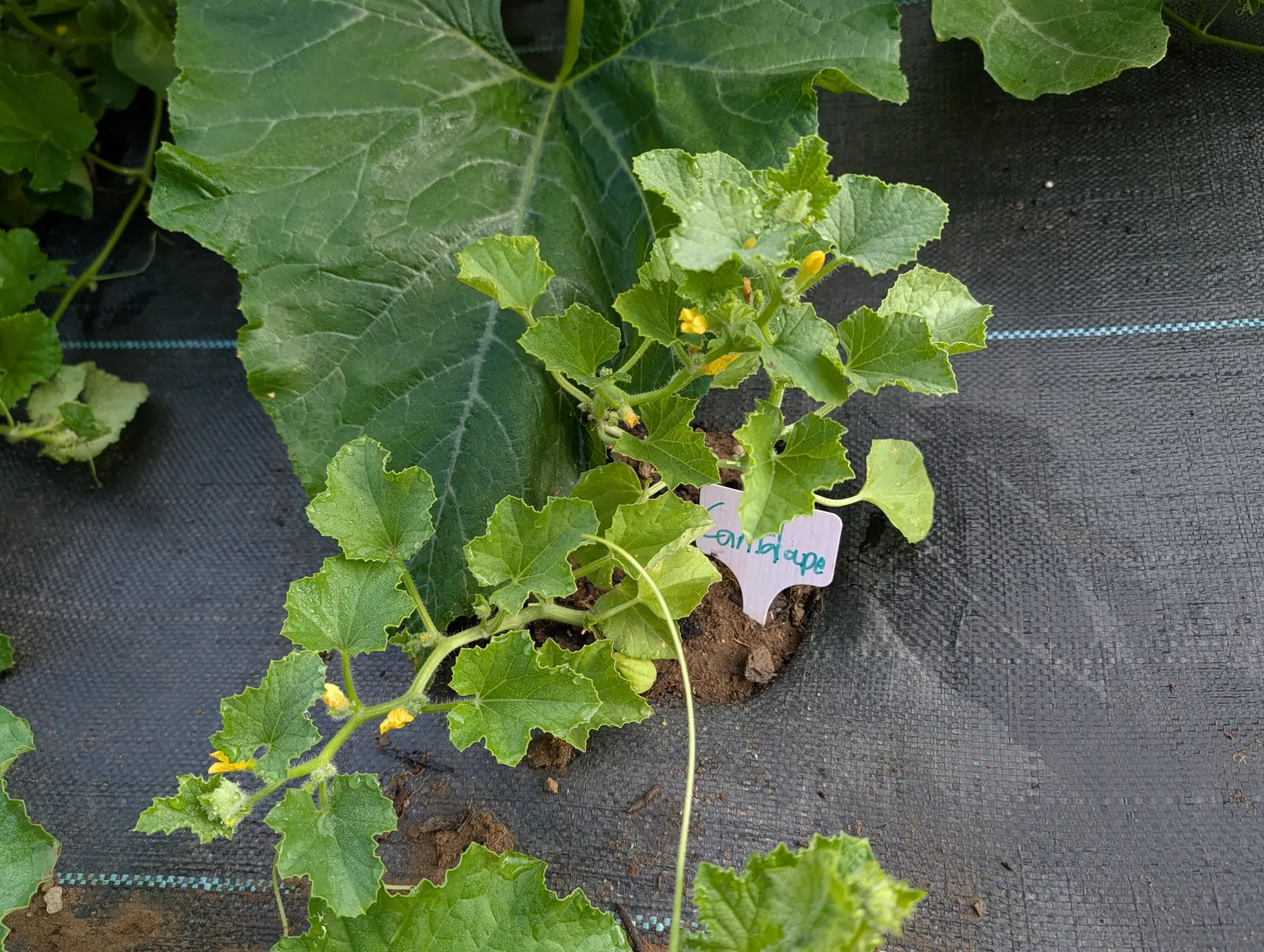 A young cucurbit on 17 July set into a hole cut in the ground fabric, four or five shallow yellow stars open along the near runner in bristly green cups, one long bare tendril trailing off, everything beaded with dew in flat early light.