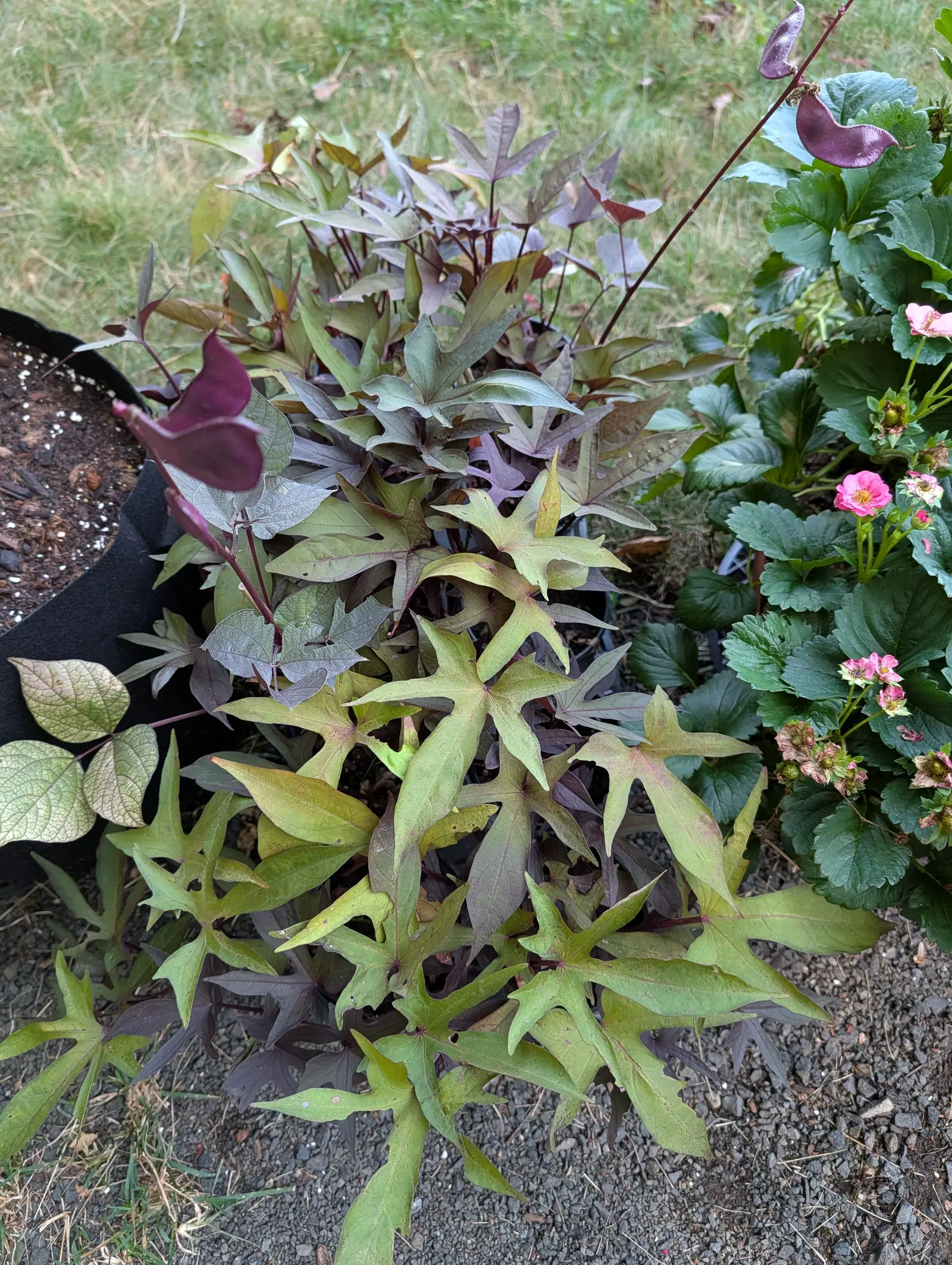 Sweet potato vines on 17 July mounded up out of one bag with two color forms mixed through the same crown — chartreuse lime with red veins in front, bronze-purple to near-black behind — every leaf cut into five or seven narrow lobes.