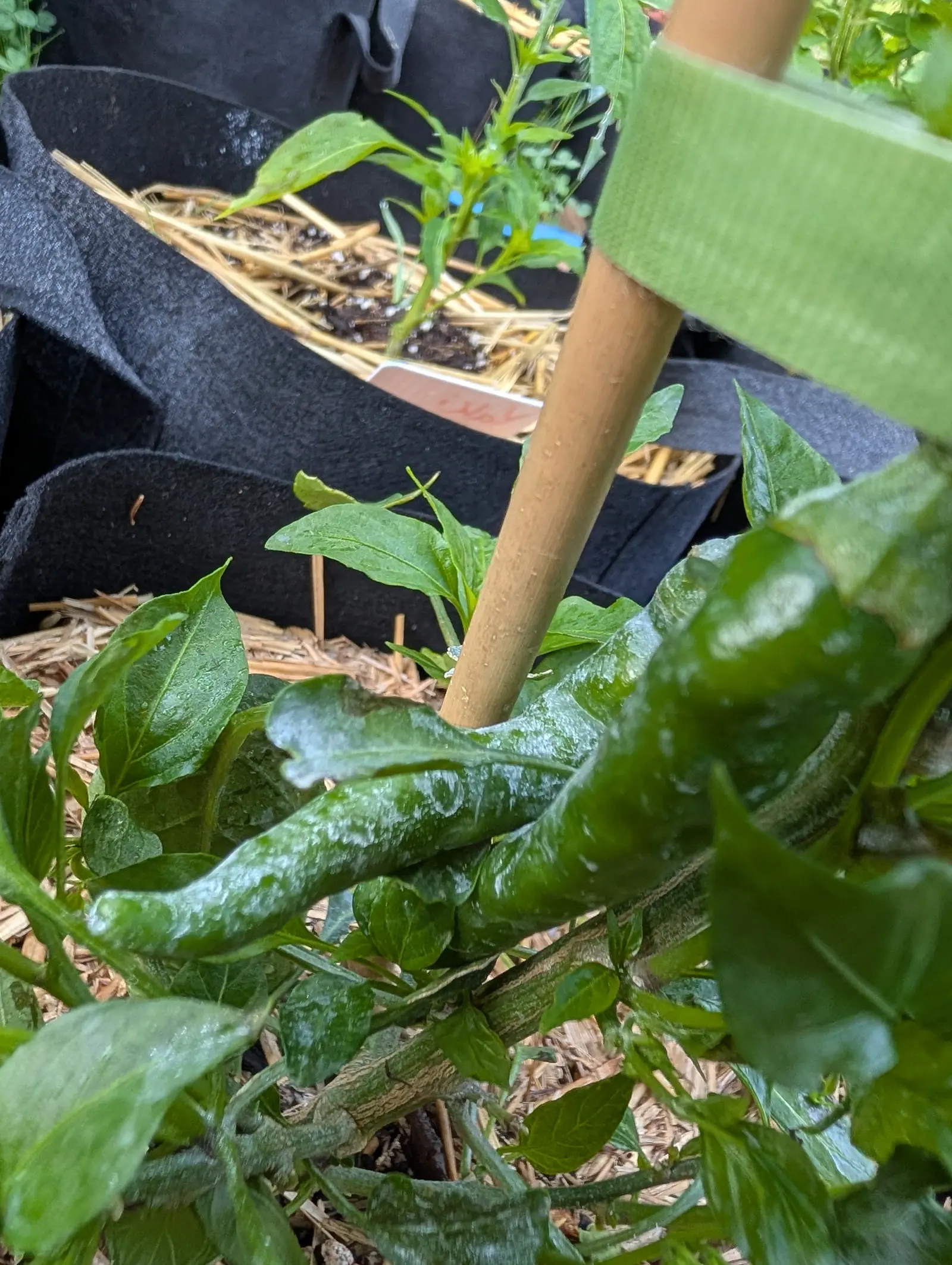 A Cayenne Blend chili on 17 July lying along its own leaves instead of hanging clear, one long pod twisting down its whole length with a single deep crease on the near side, water beaded on top of the kaolin in flat overcast light.