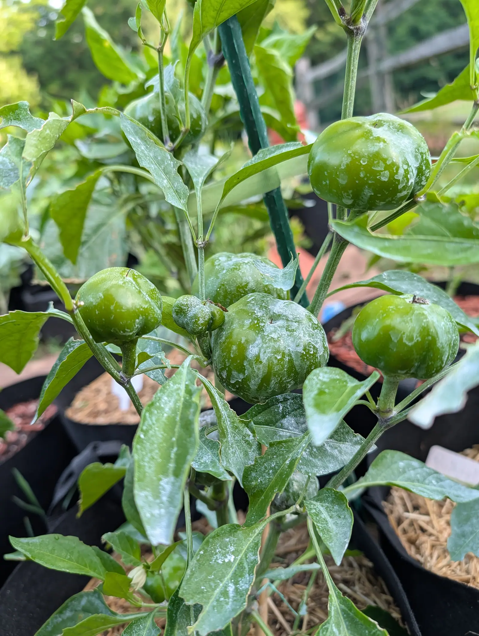 Six or seven Cherry Stuffer peppers on 17 July, squat globes wider than they are tall held out on short thick stalks, one with a broad shallow crease down its side and a dry brown nub where the flower fell, all freshly wet in bright hazy light.
