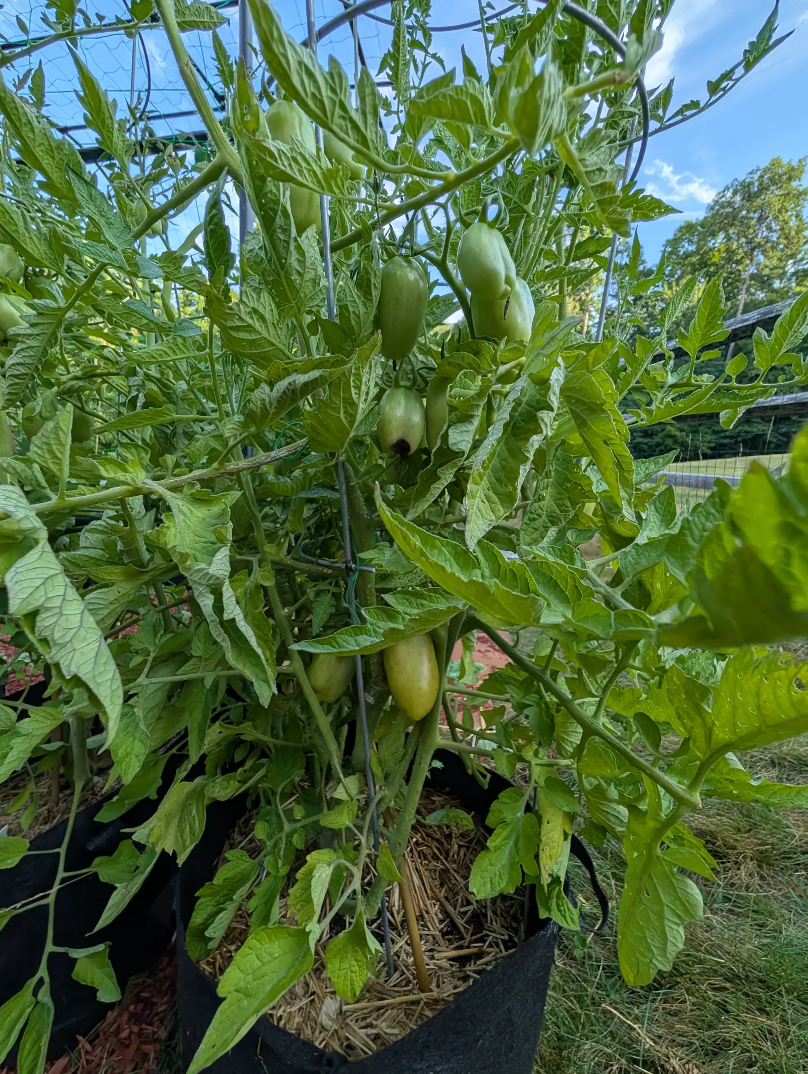 San Marzano Roma tomatoes on 17 July, ten or more still green in clusters right through the canopy, each an elongated oval carrying faint paler stripes down its length, on a sprawling plant set against deep blue sky and white cloud.
