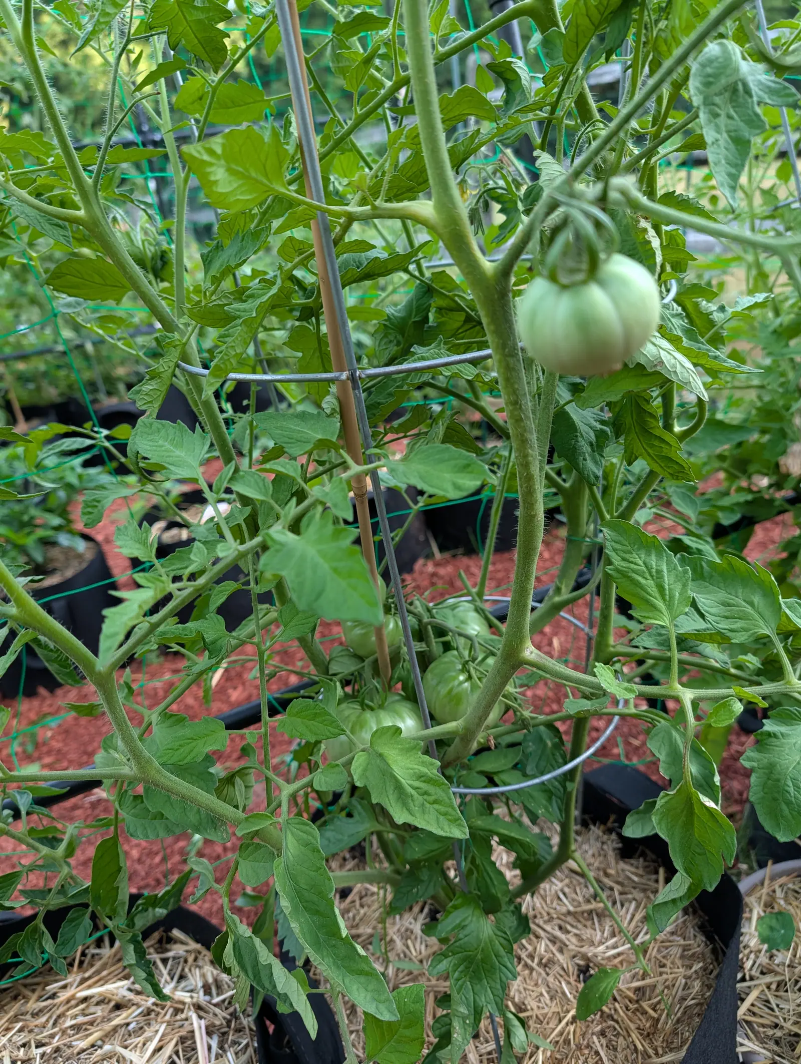An 1884 tomato on 17 July, a flattened whitish-green globe whose shoulder is cut by eight or so broad shallow lobes so its outline is scalloped rather than round, the calyx bent back over it, four more sitting darker in the shade below.
