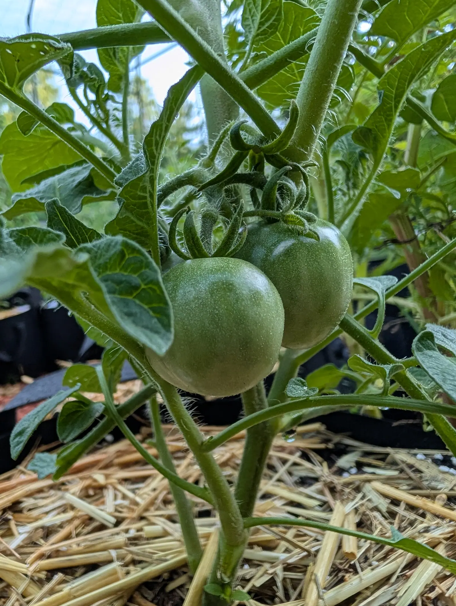Stupice tomatoes on 17 July, two near-perfect green spheres side by side, matte and densely covered in tiny pale hairs, each under a calyx of six or seven keeled sepals fringed with stiff white hair and curving right away from the fruit.