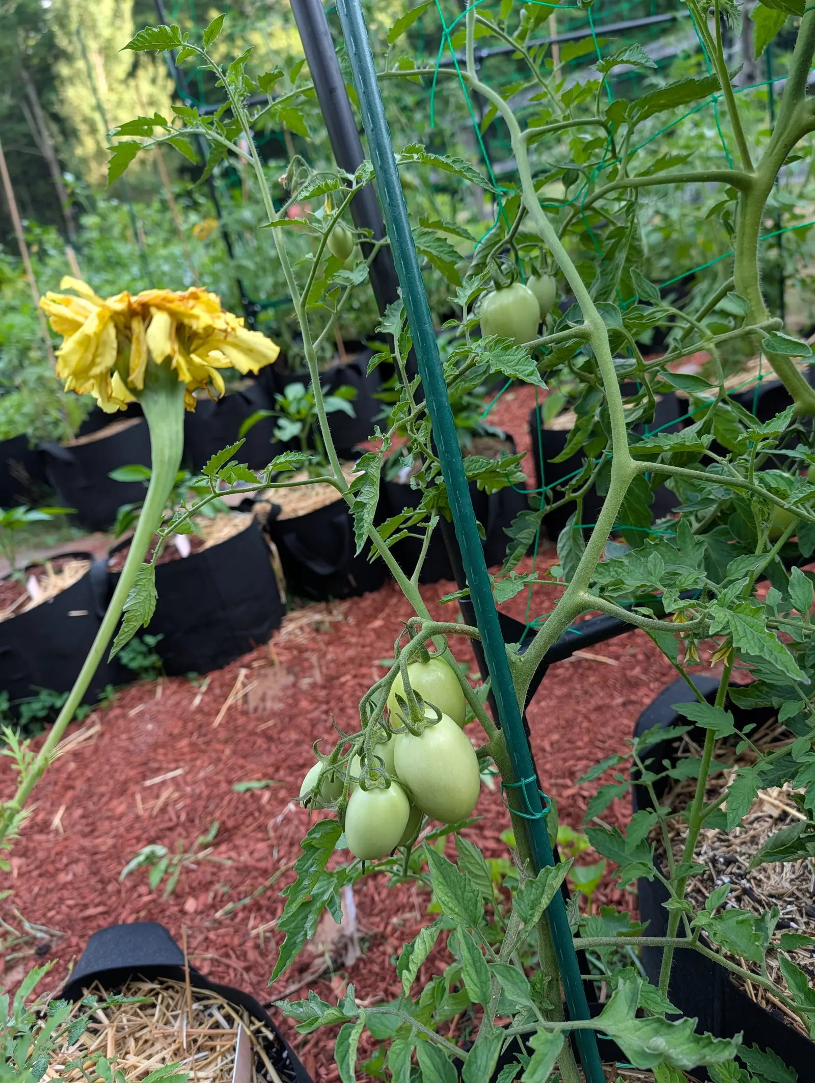 Granadero tomatoes on 17 July, a truss of five or six egg-shaped fruits, whitish-green and quite smooth under a faint waxy bloom, hanging each on its own jointed stalk with a single spent marigold head collapsing above them in soft light.