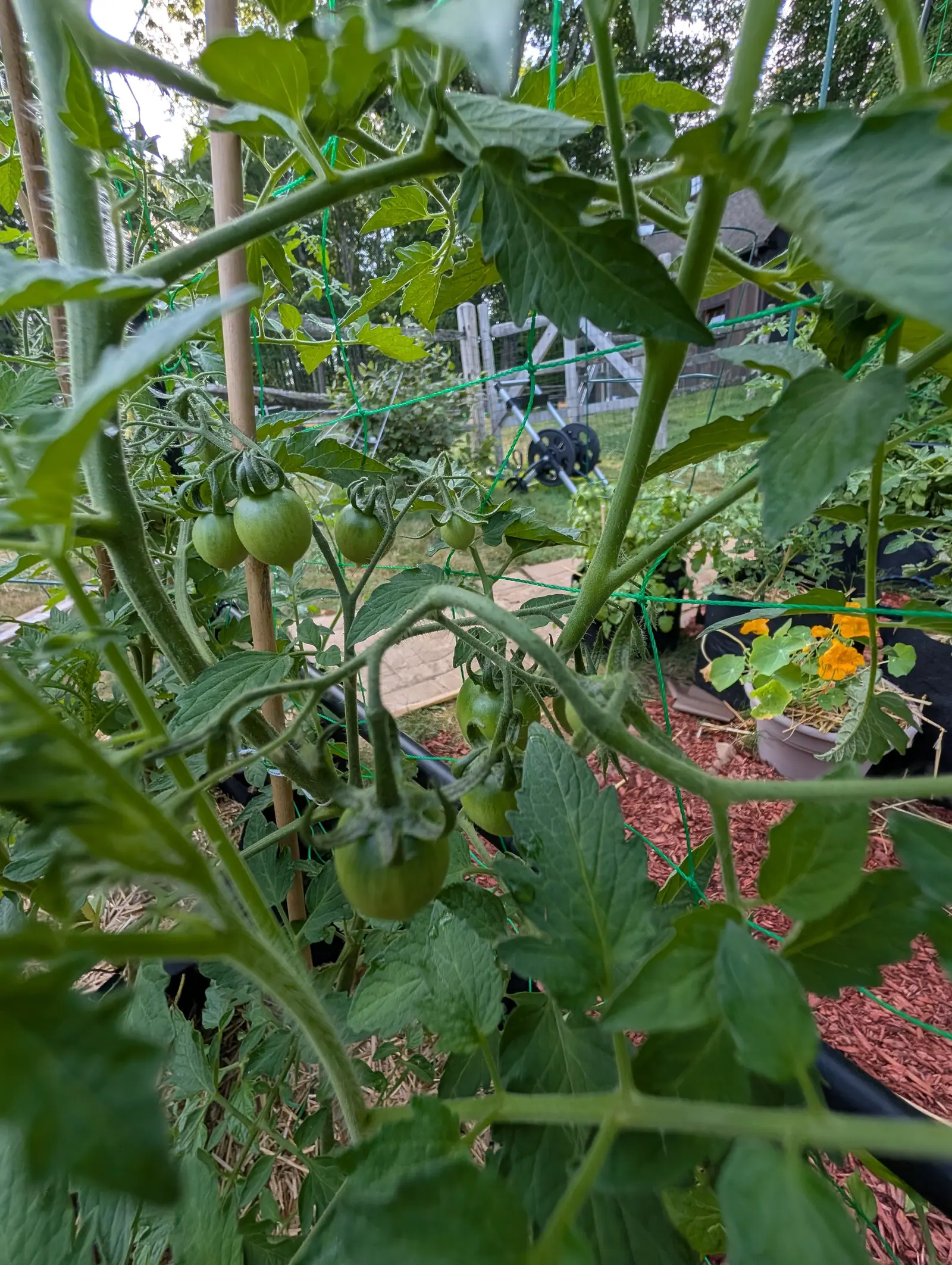 Del Tonet tomatoes on 17 July, seen from inside the bush with leaves crossing the lens so only the trusses are sharp — squat matte green globes, finely furred, under hair-fringed sepals — orange nasturtiums out of focus beyond the stems.