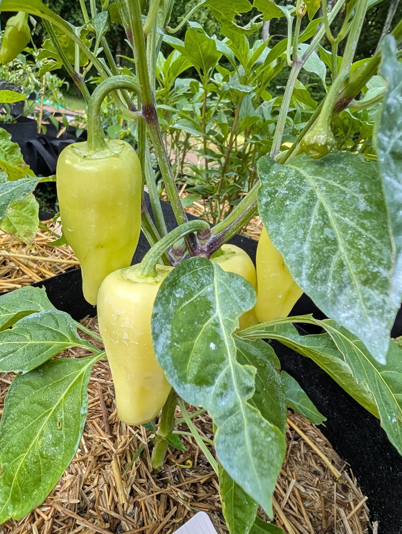 Santa Fe Grande peppers on 17 July, four butter-yellow cones squared off broad at the shoulder and narrowing to a blunt end, each calyx pressed flat on top with its lobes flaring out, streaked with kaolin and faintly damp in soft even light.
