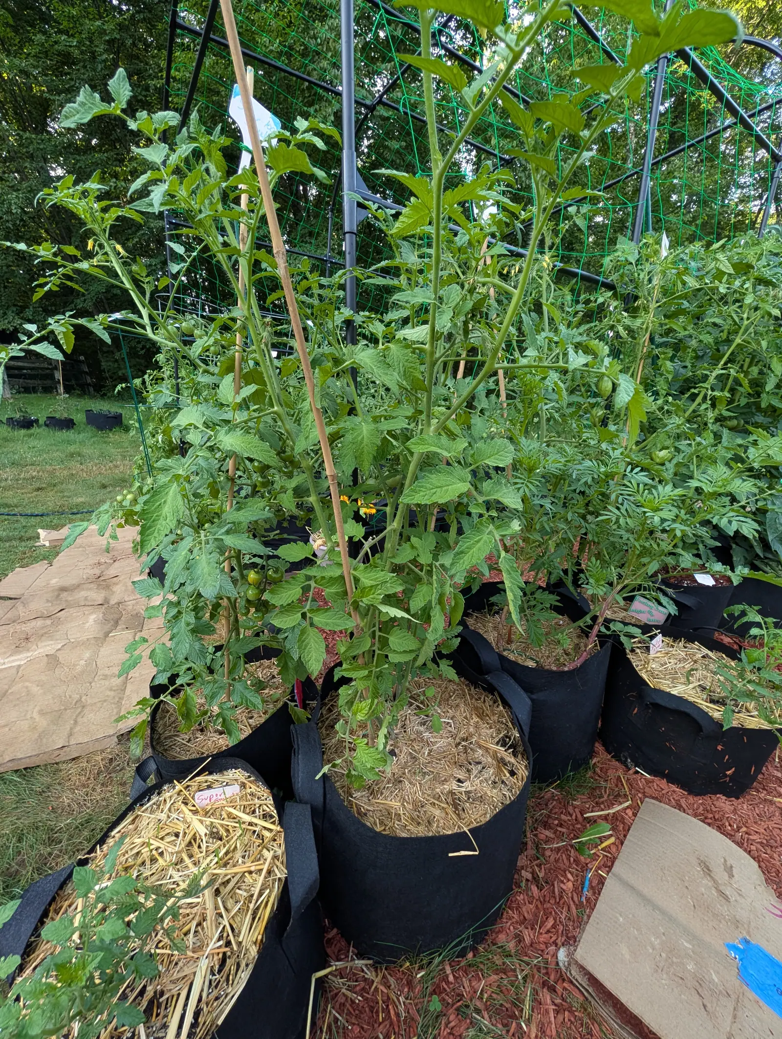 Cherokee Green tomatoes on 17 July, one truss of six or seven small glossy green fruits with a single one just starting to pale at the shoulder, on plants grown chest-high under netting, marigolds flowering orange between them in evening light.
