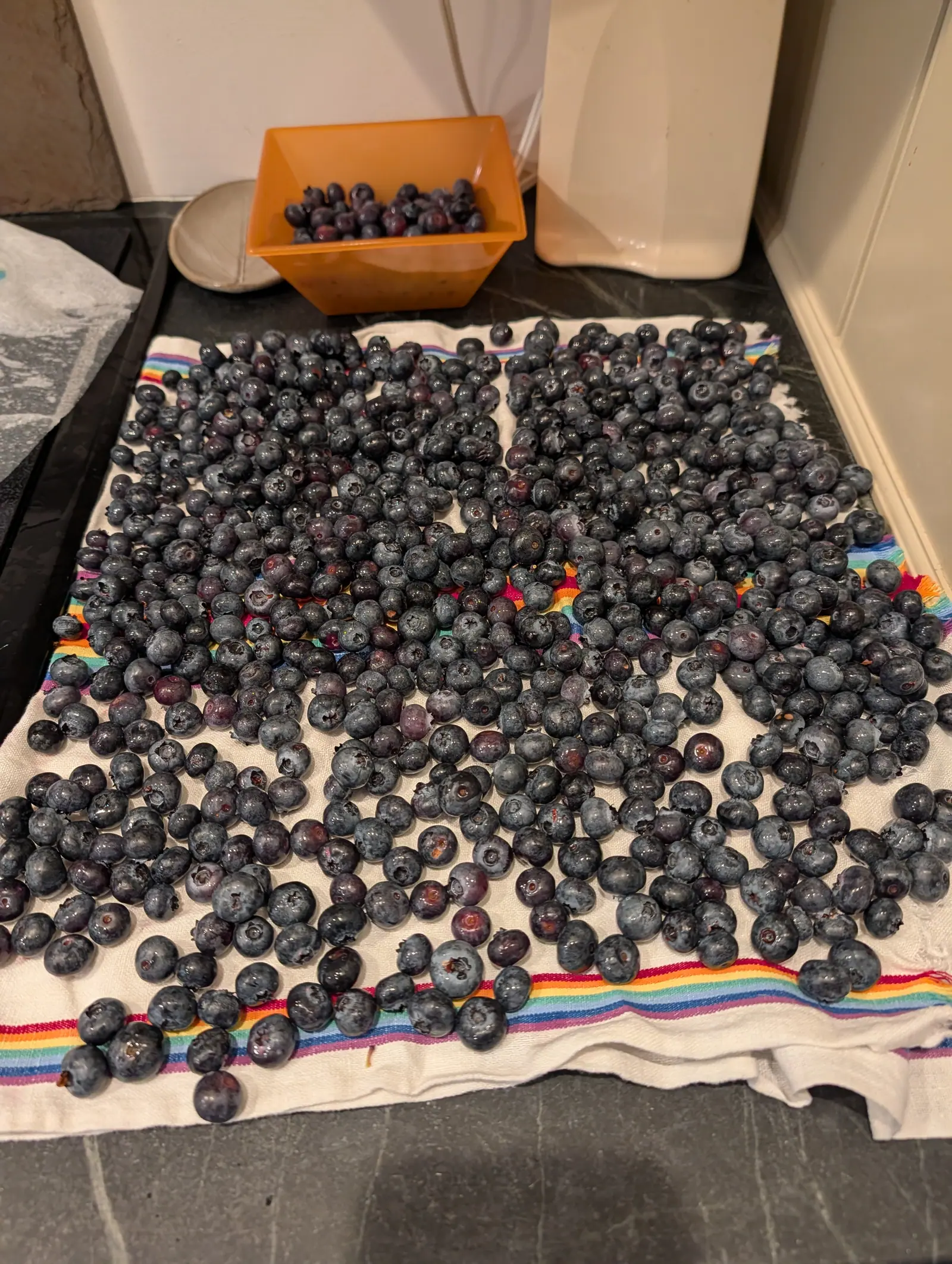 High bush blueberries on 17 July spread one deep to drain, still wet, their silvery bloom mottled and rubbed away in patches and each crown a small puckered scar ringed by the dried calyx, a few reddish-purple ones dull among the blue.