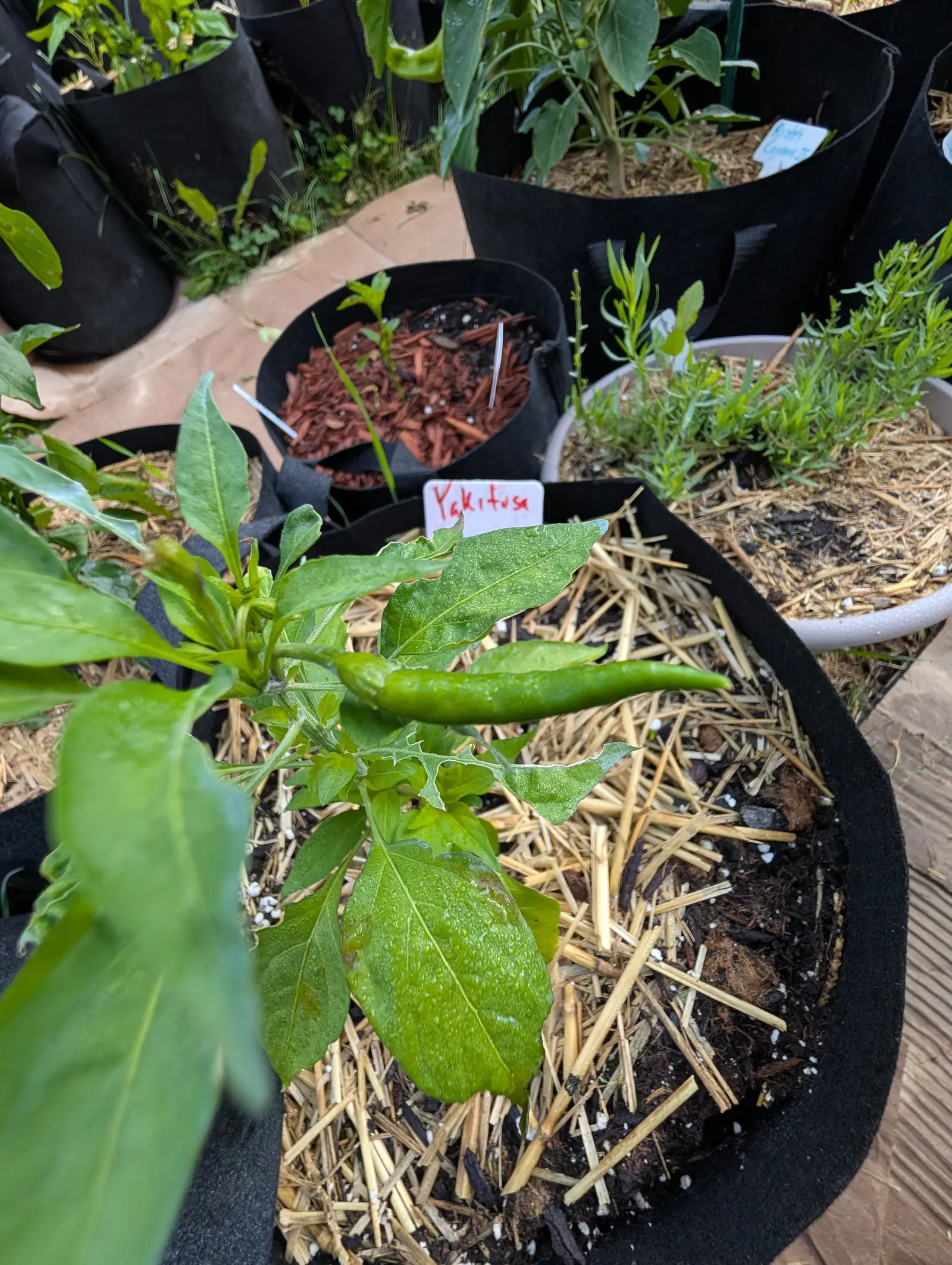 A Yatsufusa chili on 17 July, the only fruit on a plant of a dozen leaves — a slender green pod curved into a shallow S and held out almost horizontally rather than hanging — leaves chewed to a sawtooth edge, everything beaded with water.