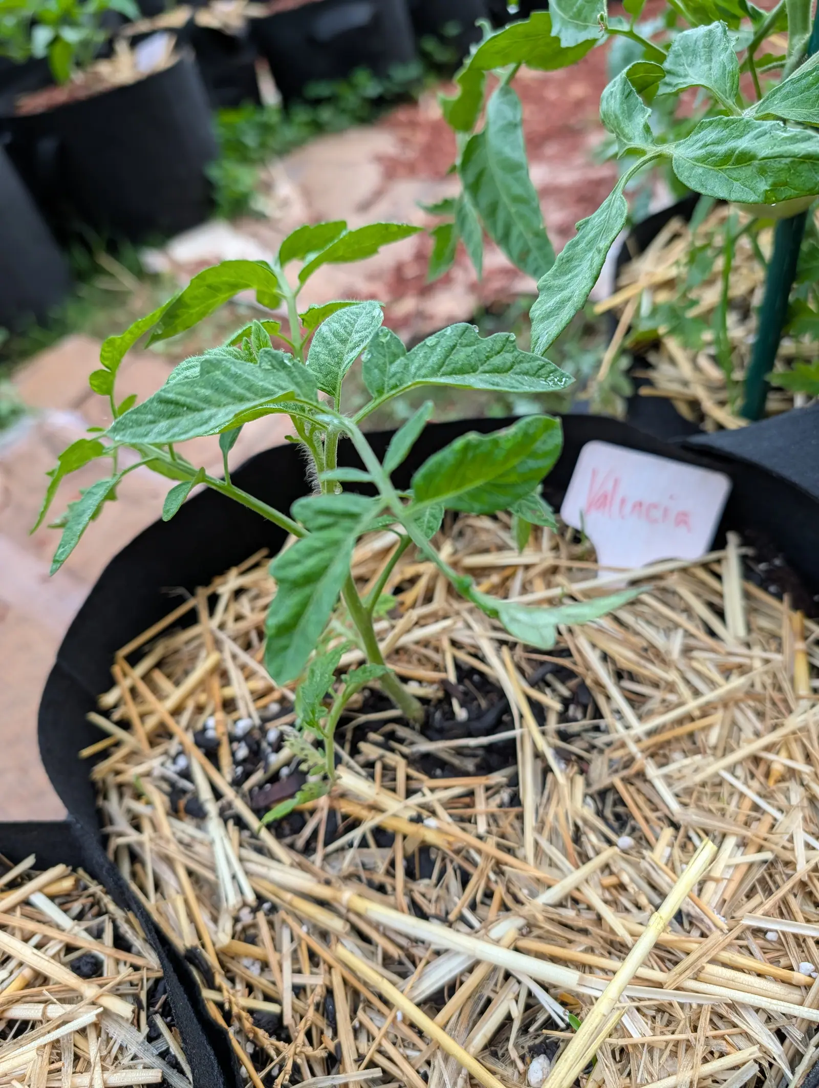 A newly planted Valencia tomato on 17 July, eight or ten true leaves on one leaning stem with small extra leaflets set between the larger pairs along each midrib, blades and stem alike shaggy with white hairs in soft damp light.